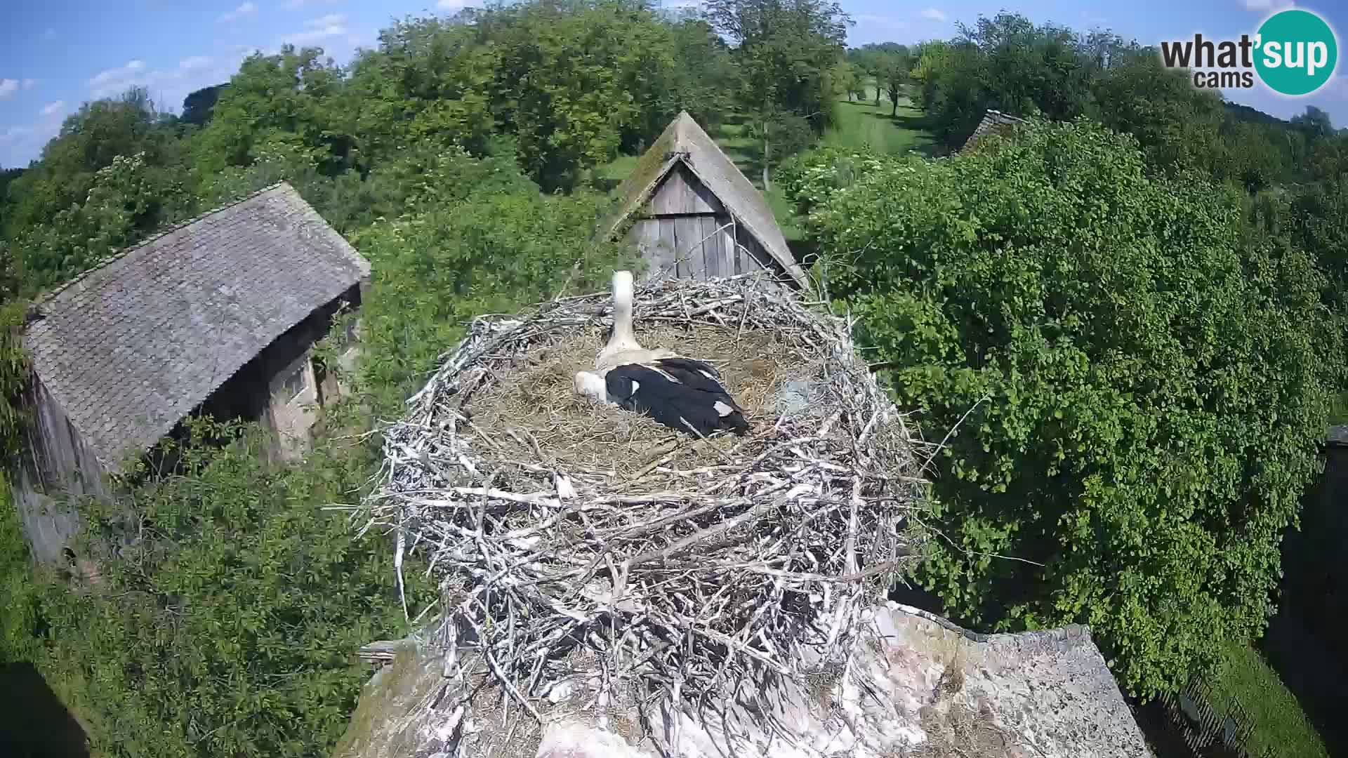 Village européen de cigognes webcam Parc naturel de Lonjsko polje