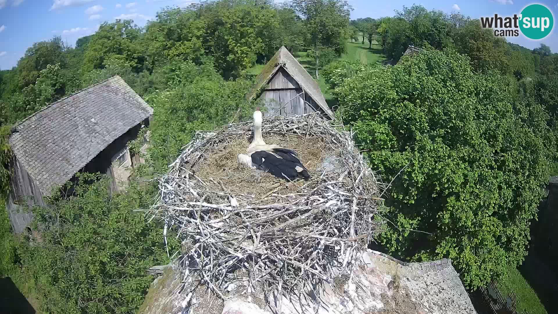 Village européen de cigognes webcam Parc naturel de Lonjsko polje