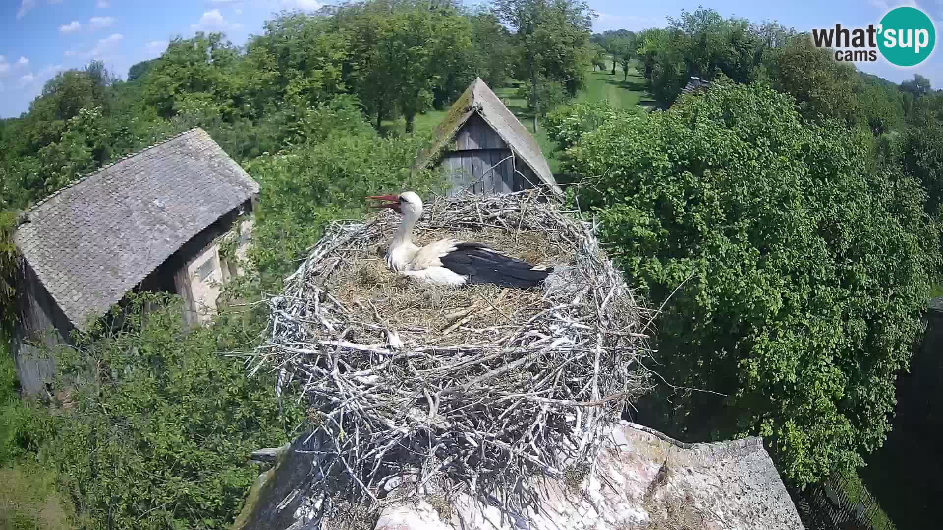 Pueblo europeo de cigüeñas camera en vivo Parque Natural Lonjsko polje