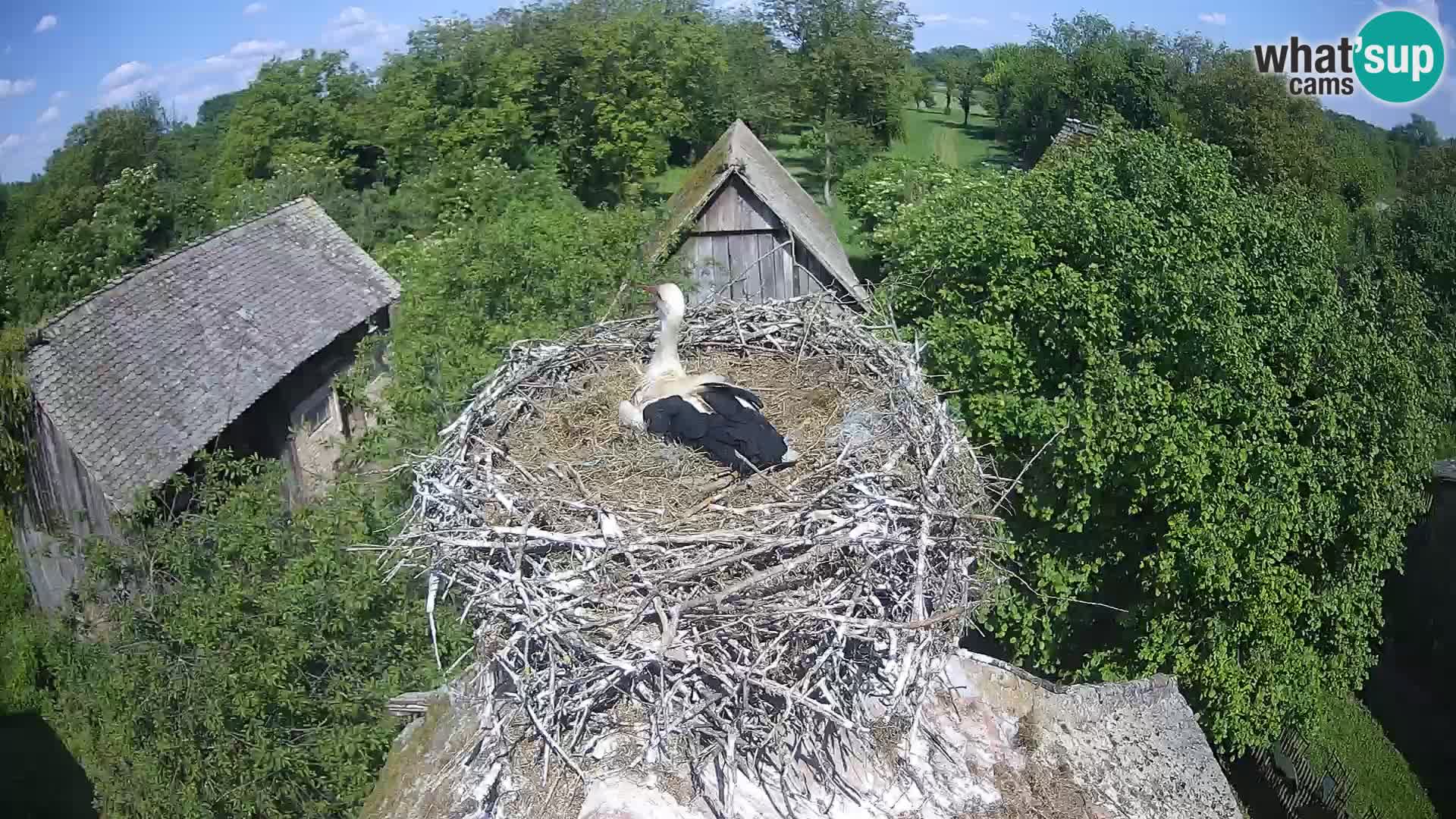 Webcam Europäisches Storchendorf – Naturpark Lonjsko polje