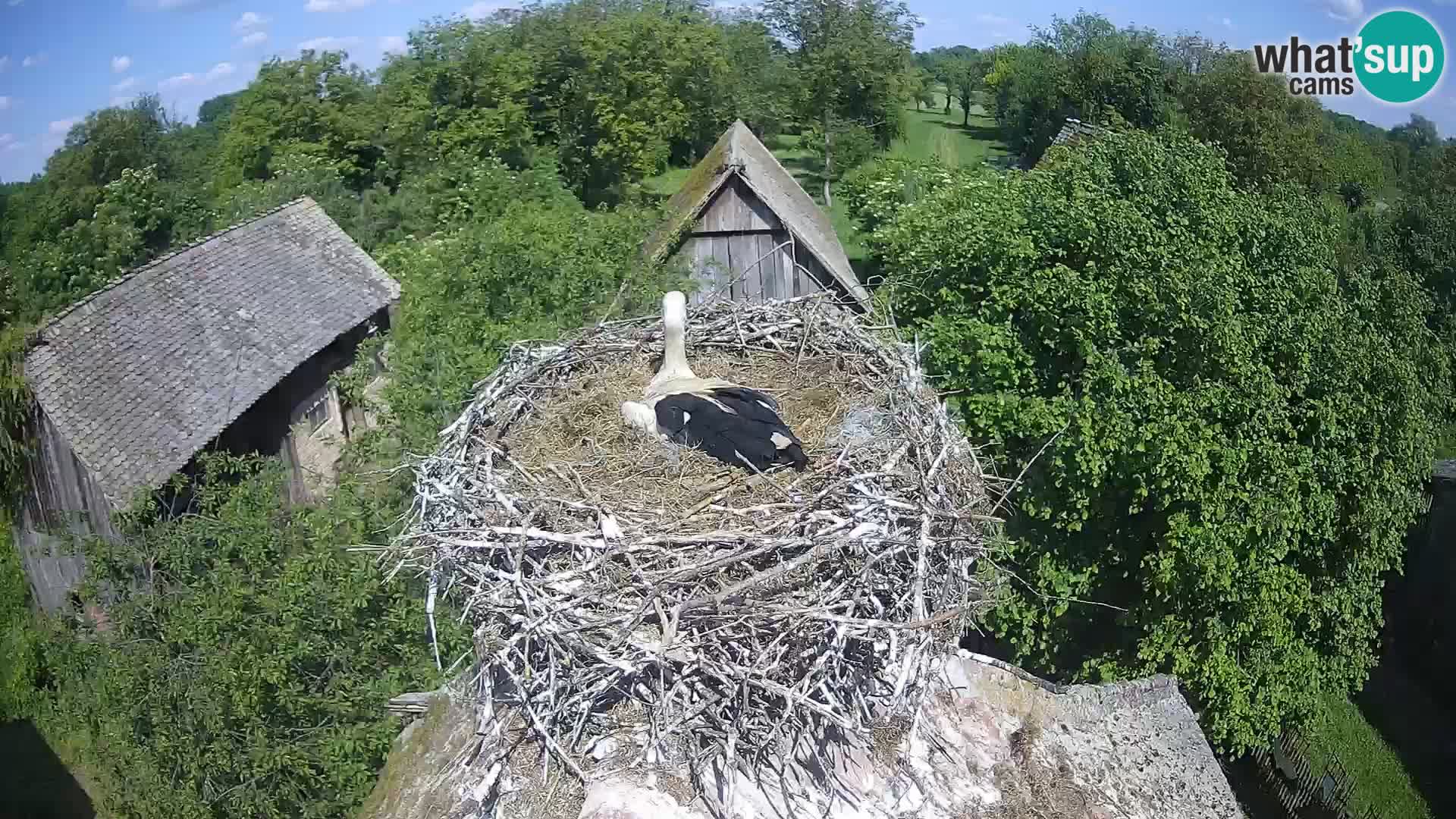 Village européen de cigognes webcam Parc naturel de Lonjsko polje