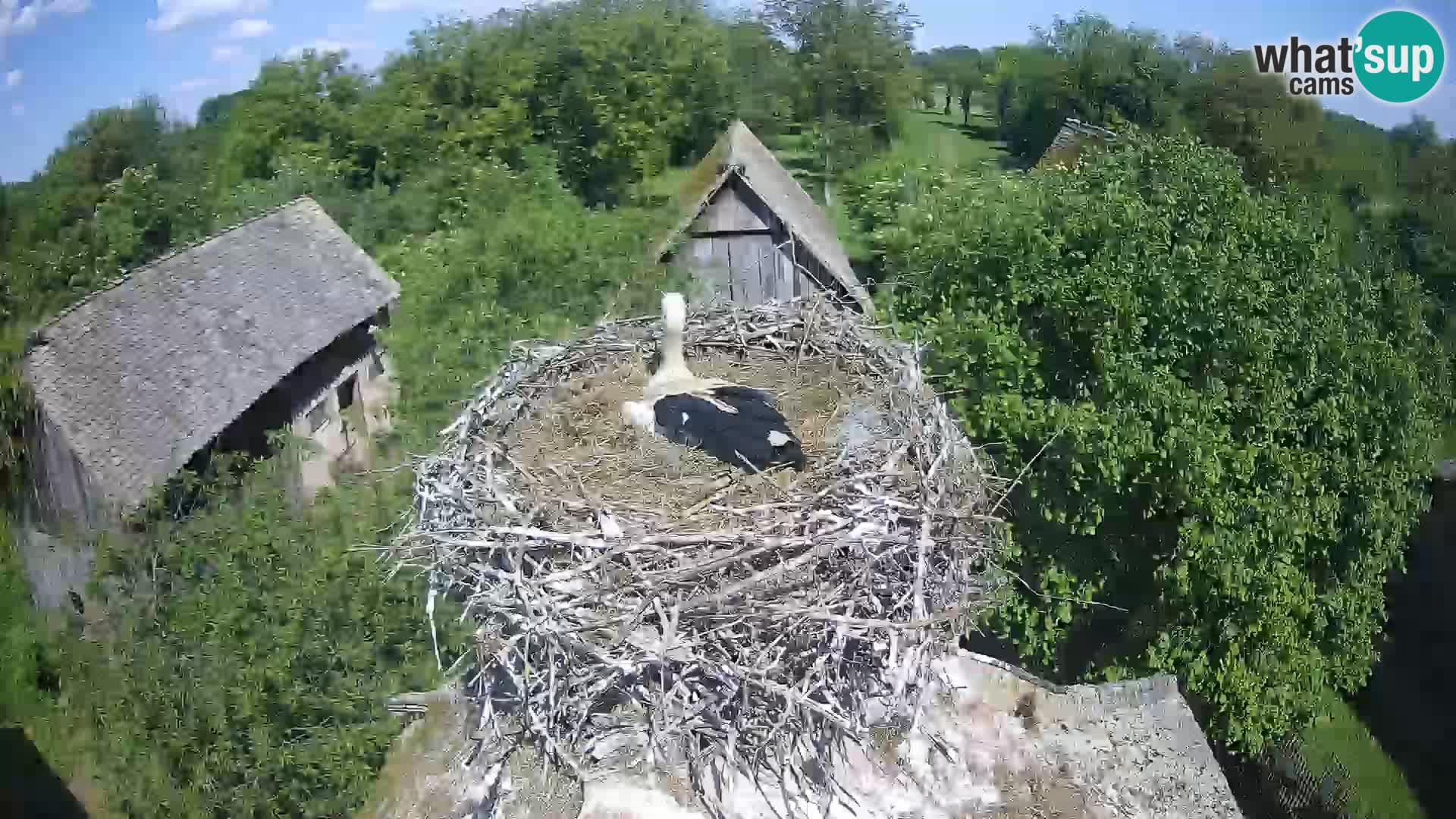 Villaggio delle cicogne europee webcam Parco naturale di Lonjsko polje