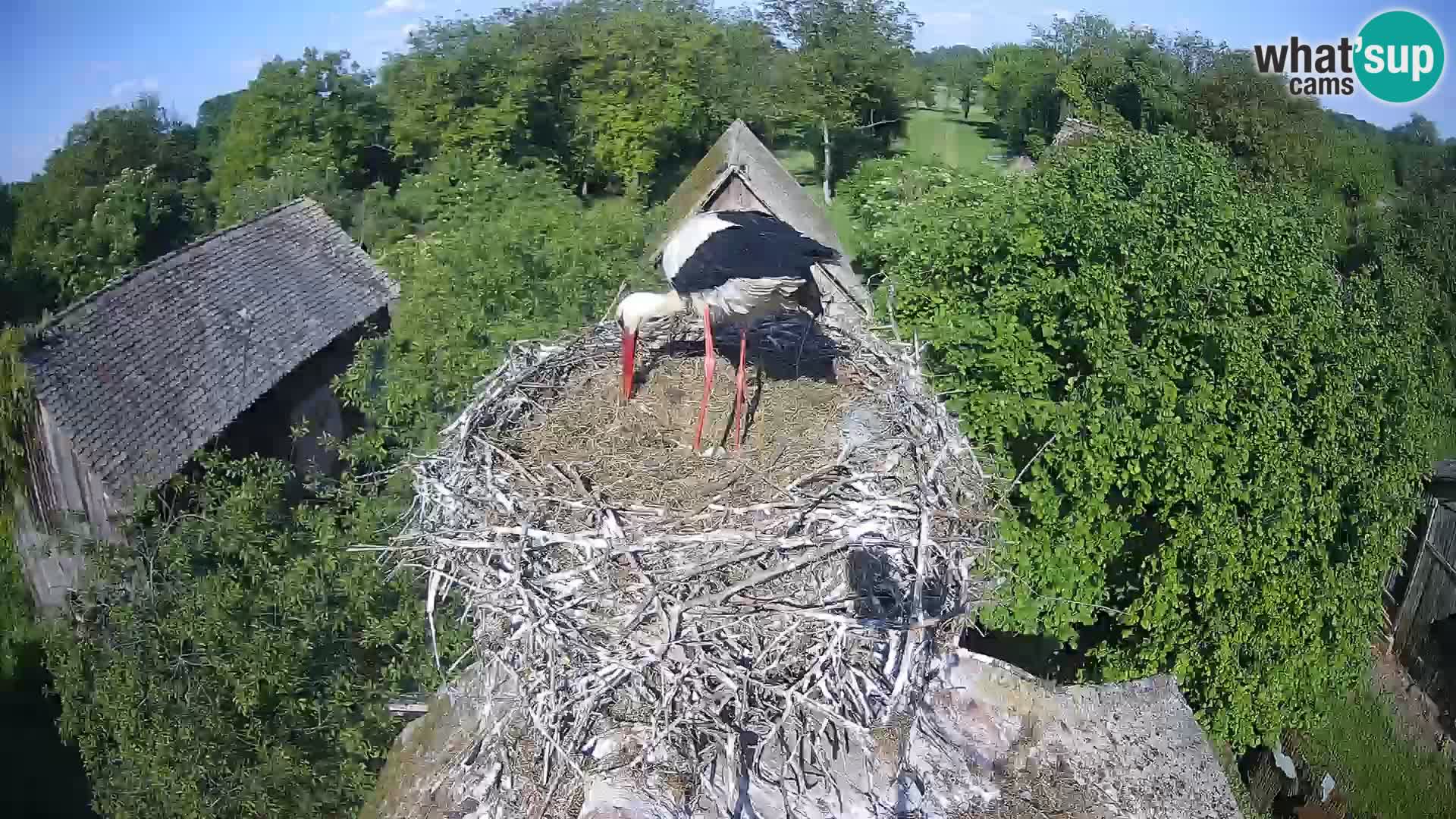 Webcam Europäisches Storchendorf – Naturpark Lonjsko polje