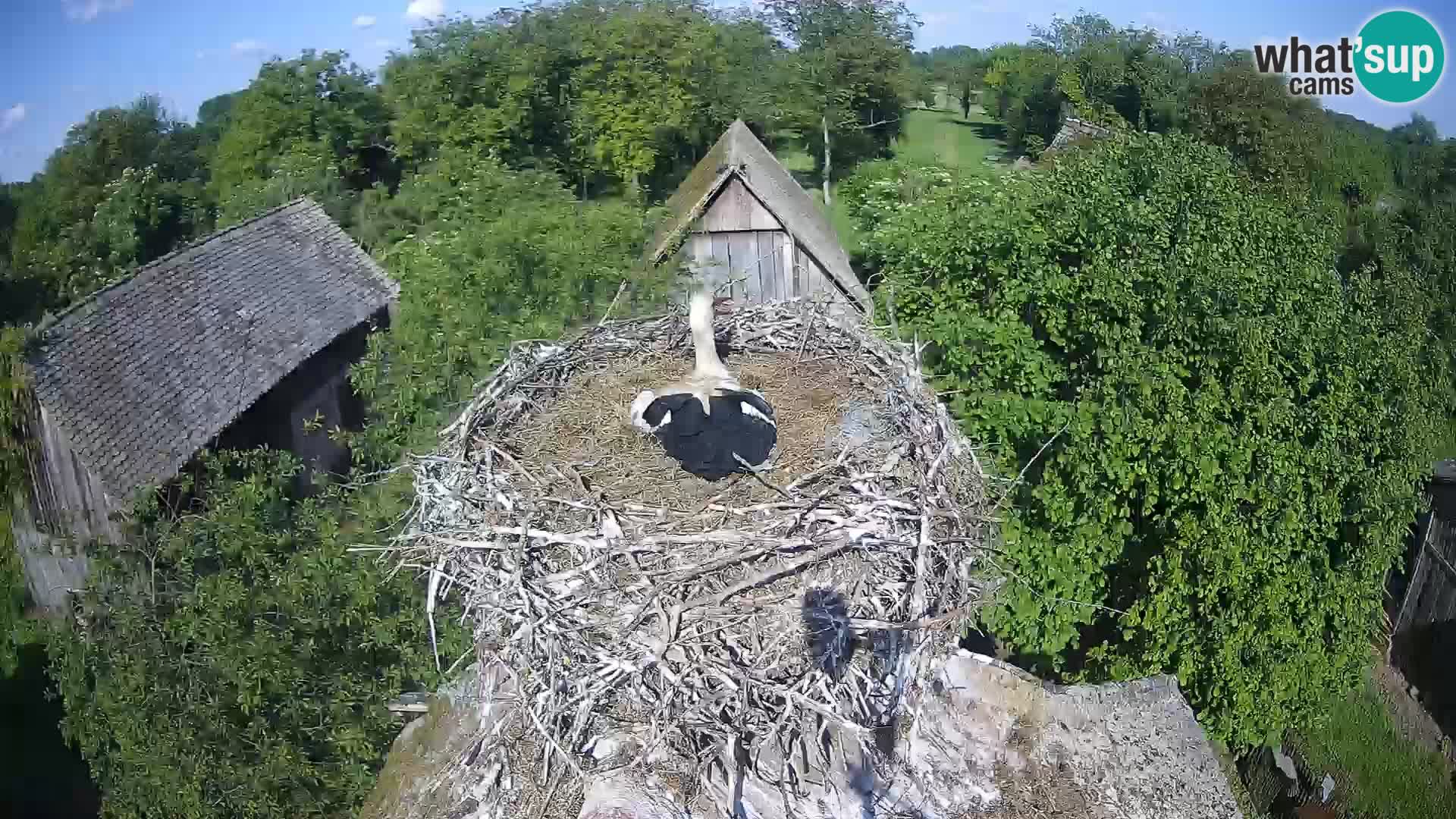 Villaggio delle cicogne europee webcam Parco naturale di Lonjsko polje