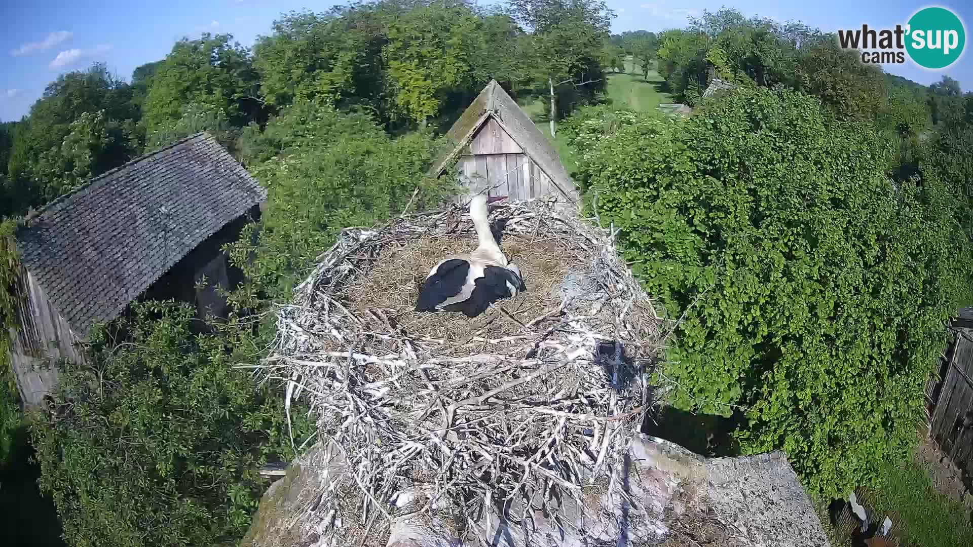 Pueblo europeo de cigüeñas camera en vivo Parque Natural Lonjsko polje