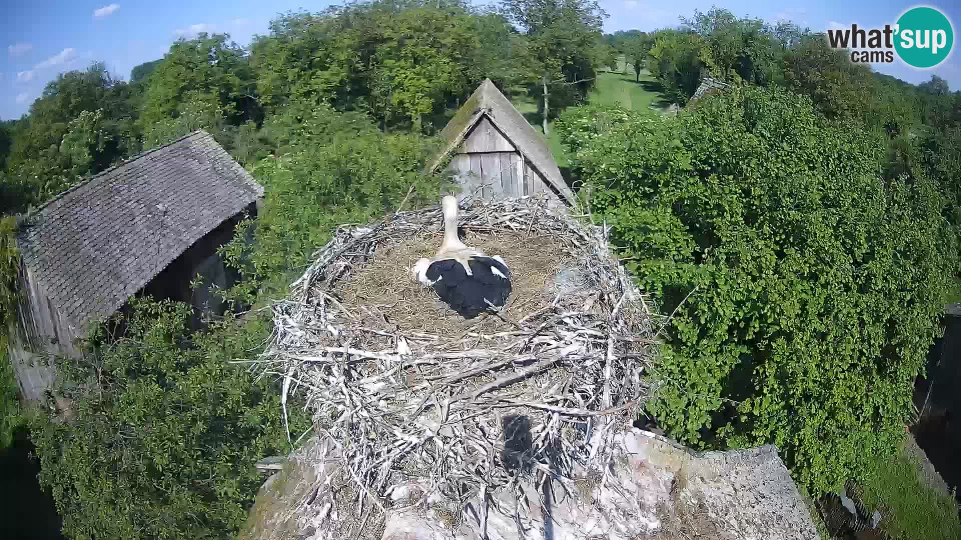 Evropska vas štorklje – Krajinski park Lonjsko polje spletna kamera