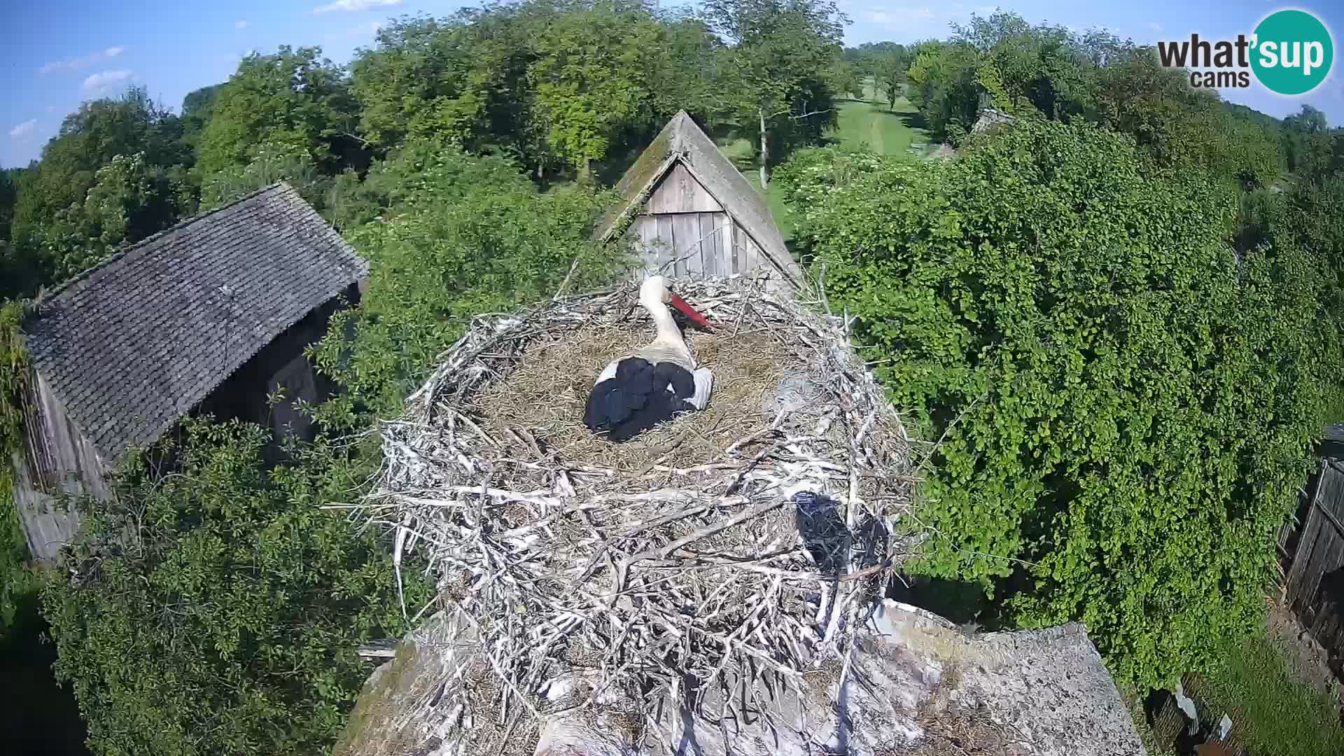 Webcam Europäisches Storchendorf – Naturpark Lonjsko polje