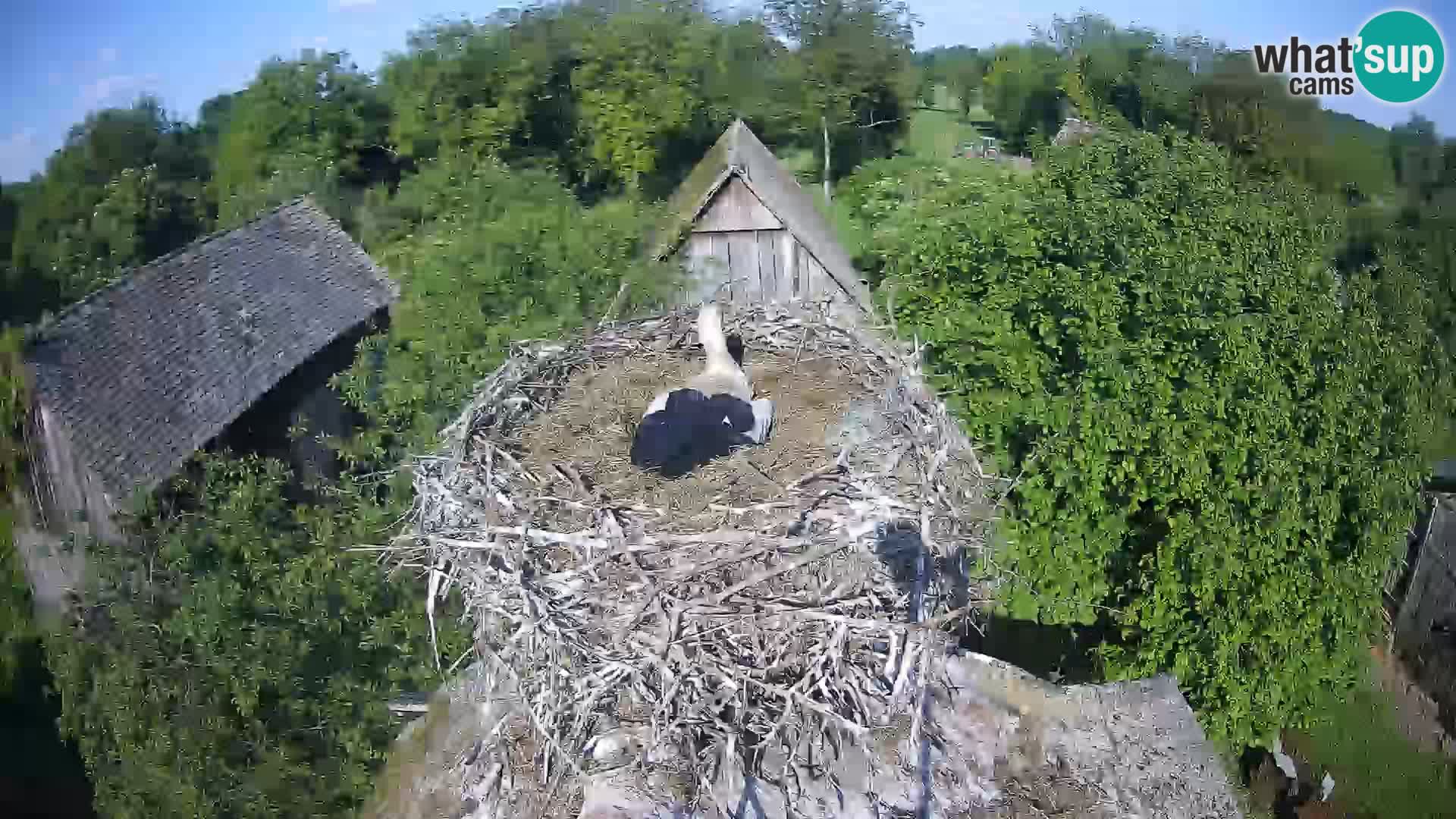 U živo Europsko selo roda – Park prirode Lonjsko polje