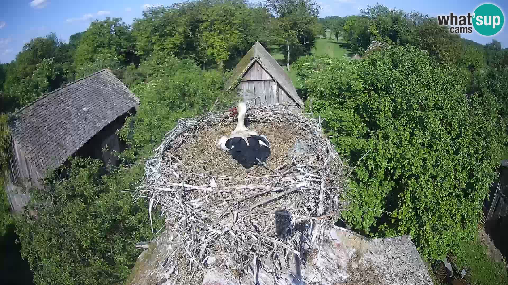 Live webcam European stork village – Lonjsko polje Nature Park