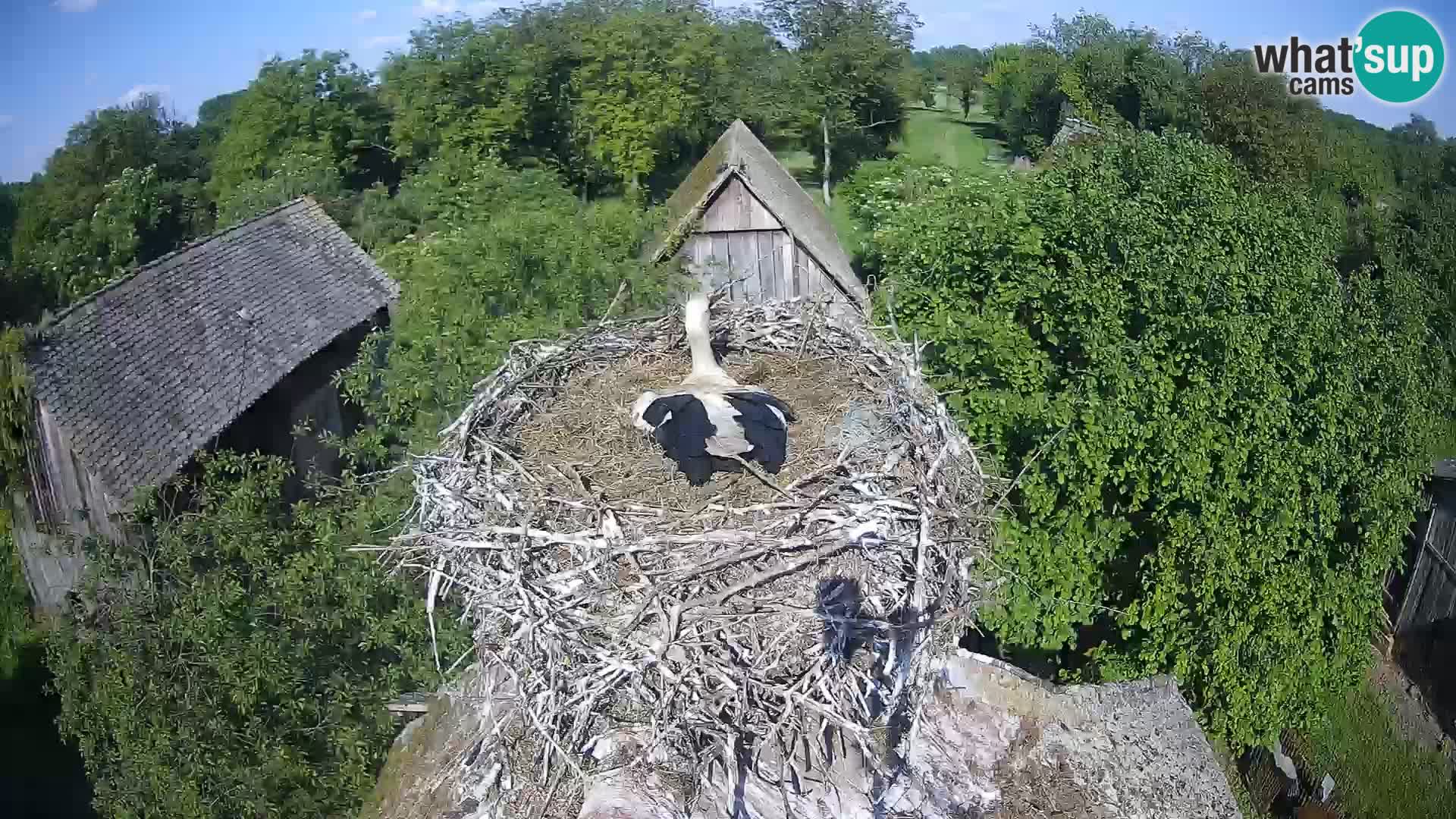 Pueblo europeo de cigüeñas camera en vivo Parque Natural Lonjsko polje