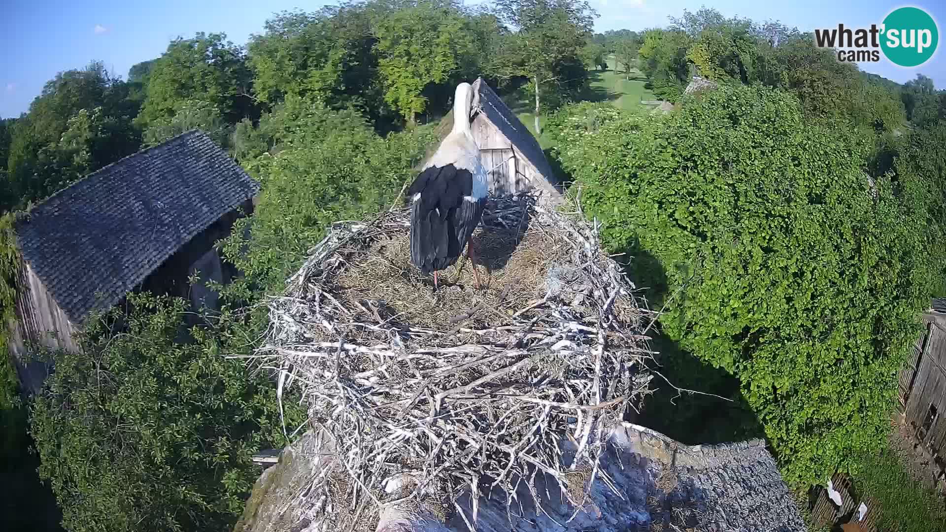 Webcam Europäisches Storchendorf – Naturpark Lonjsko polje