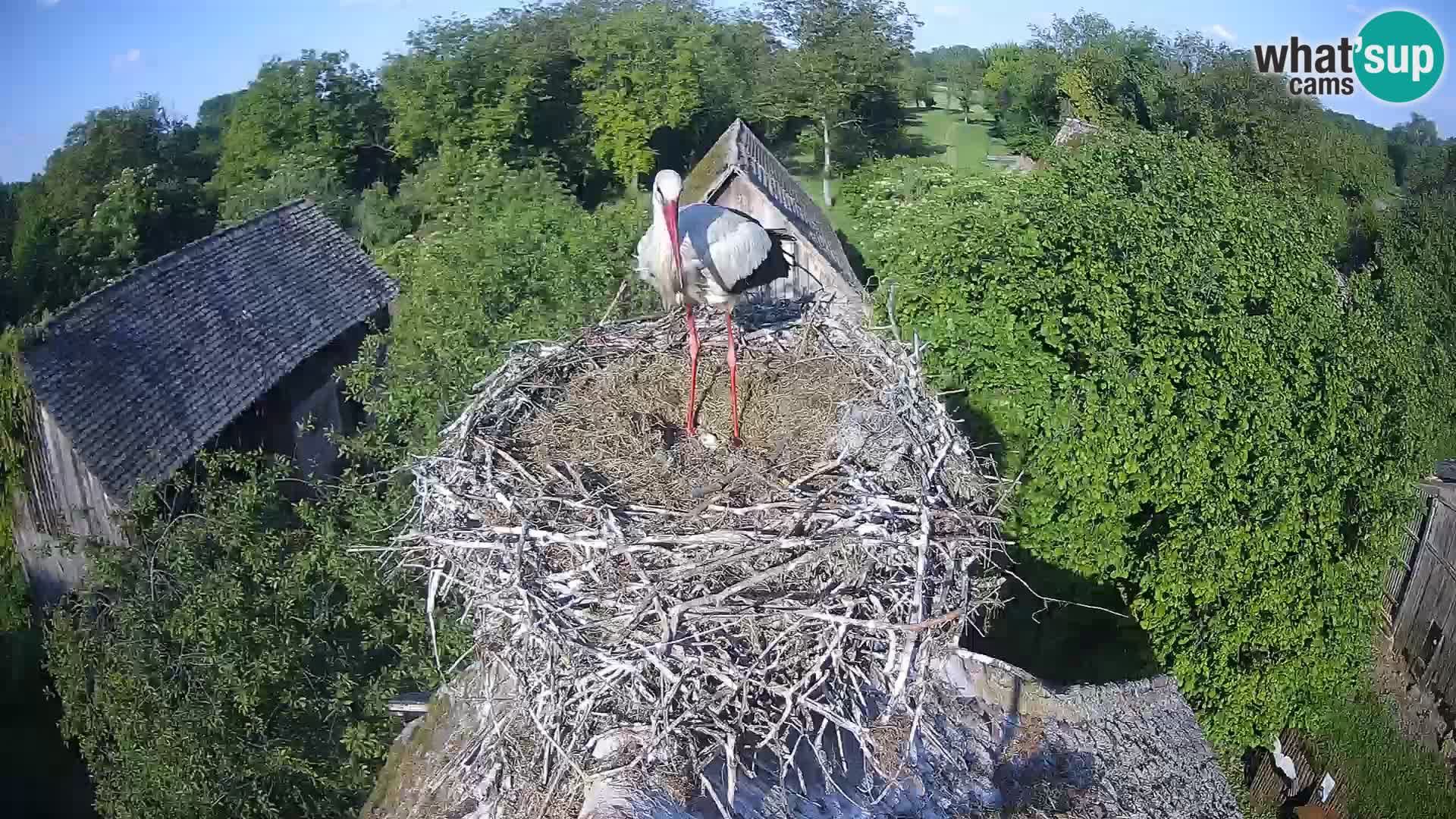 Evropska vas štorklje – Krajinski park Lonjsko polje spletna kamera