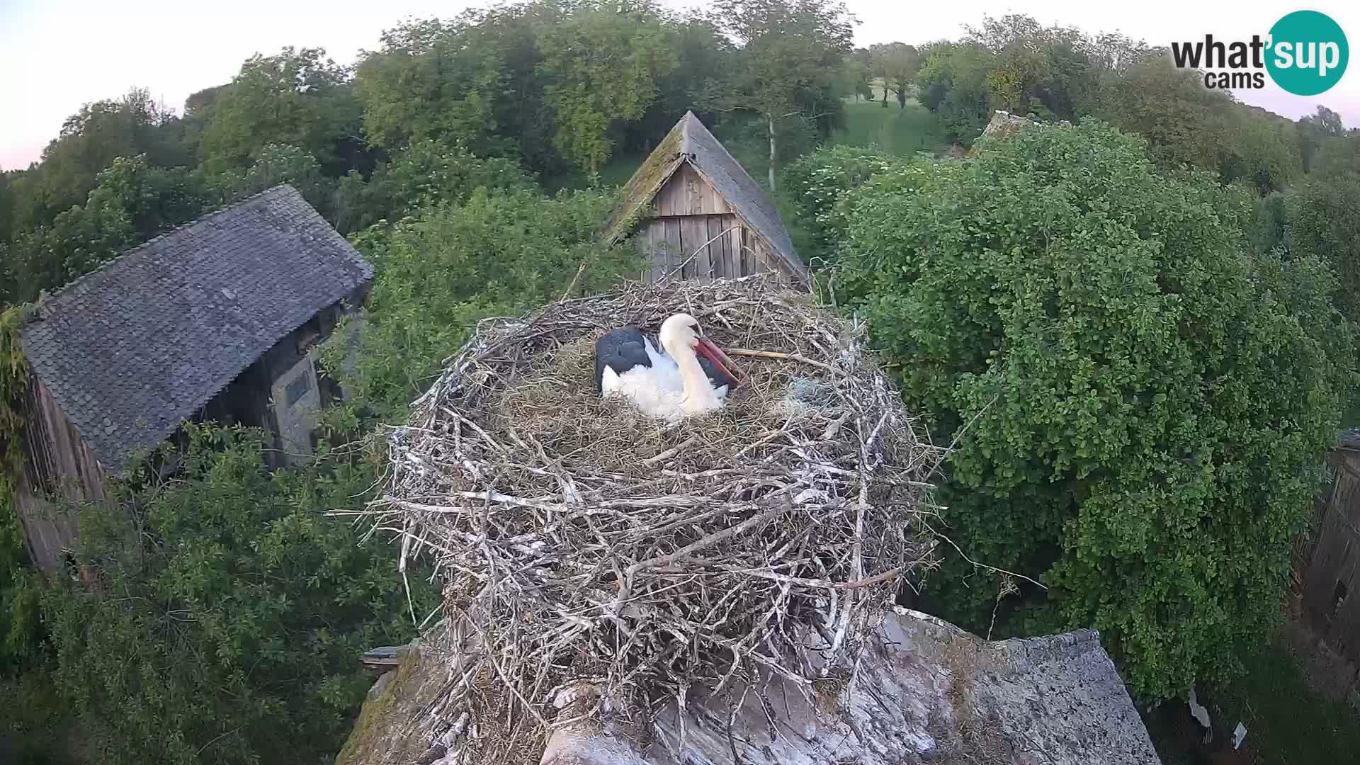 Webcam Europäisches Storchendorf – Naturpark Lonjsko polje