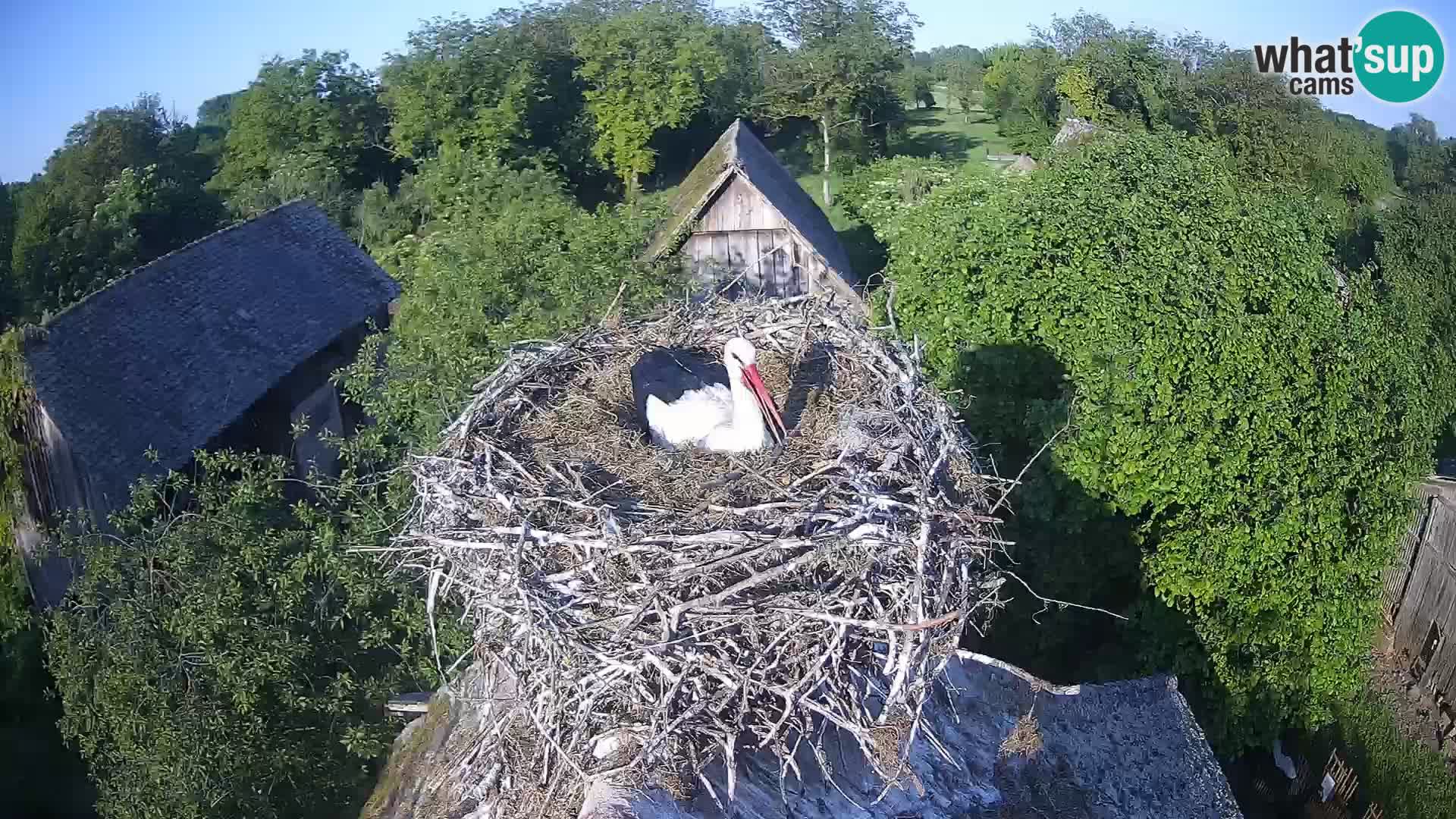 Webcam Europäisches Storchendorf – Naturpark Lonjsko polje
