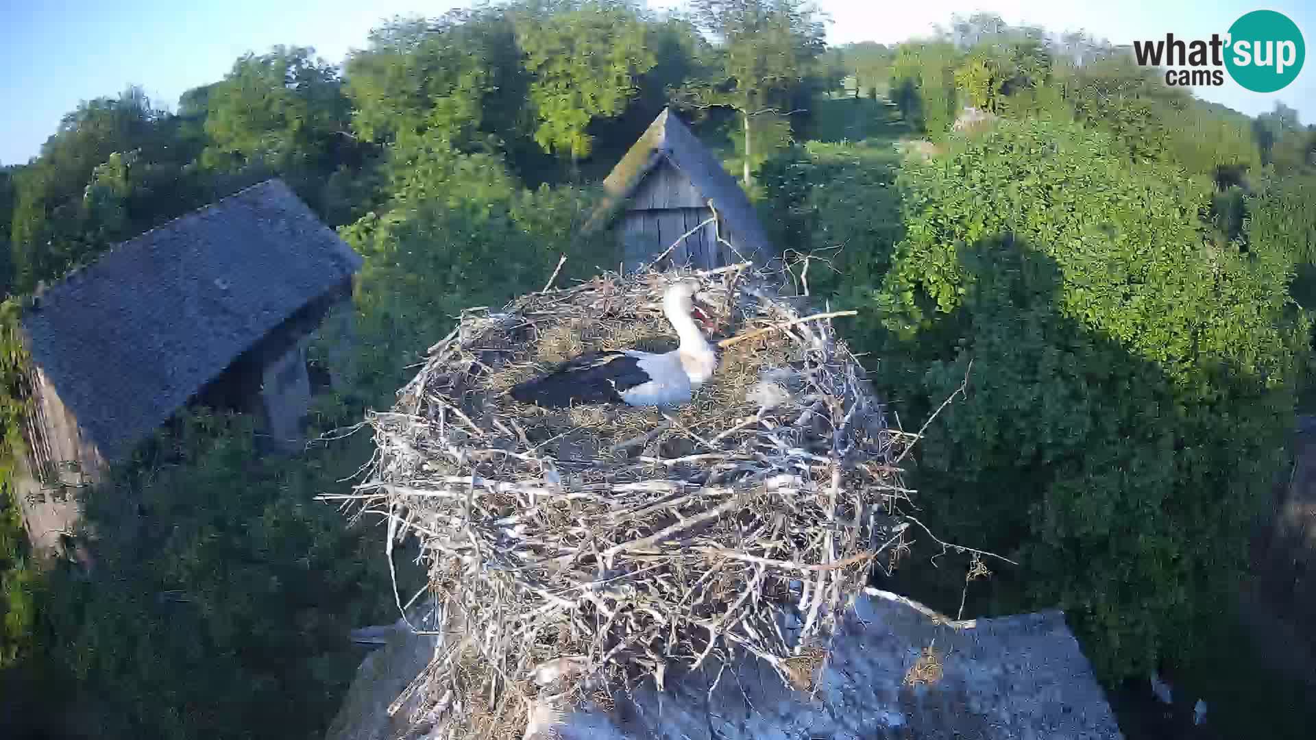 Live webcam European stork village – Lonjsko polje Nature Park