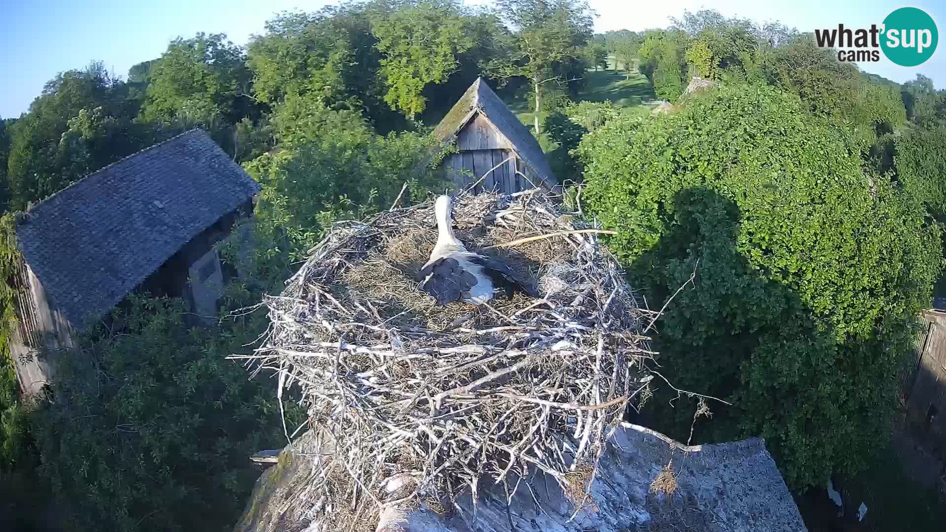 Evropska vas štorklje – Krajinski park Lonjsko polje spletna kamera