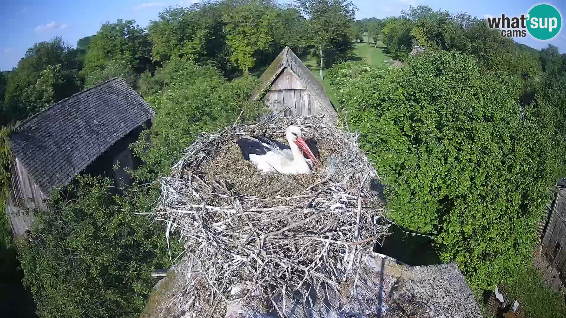 Evropska vas štorklje – Krajinski park Lonjsko polje spletna kamera