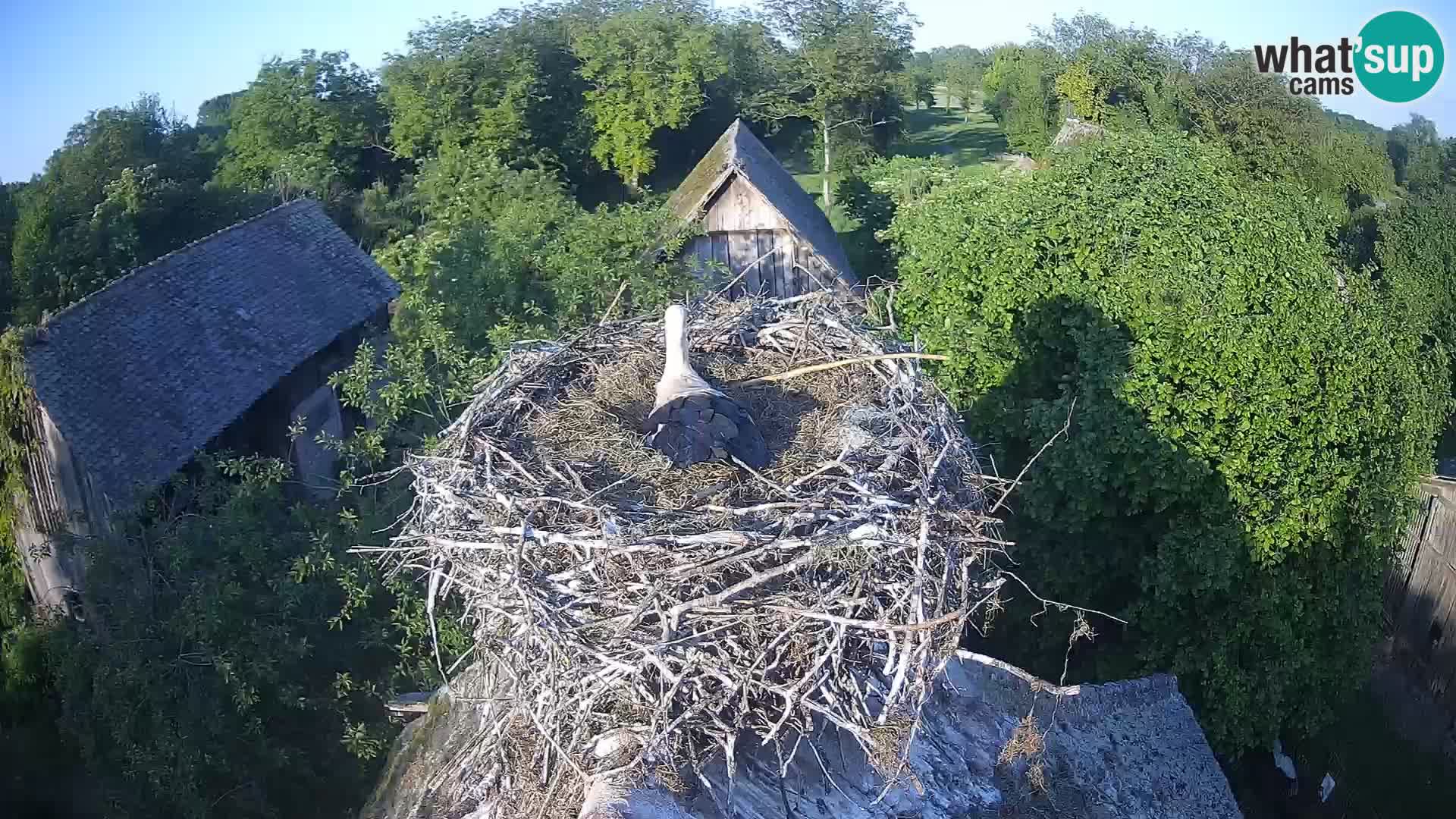 Villaggio delle cicogne europee webcam Parco naturale di Lonjsko polje