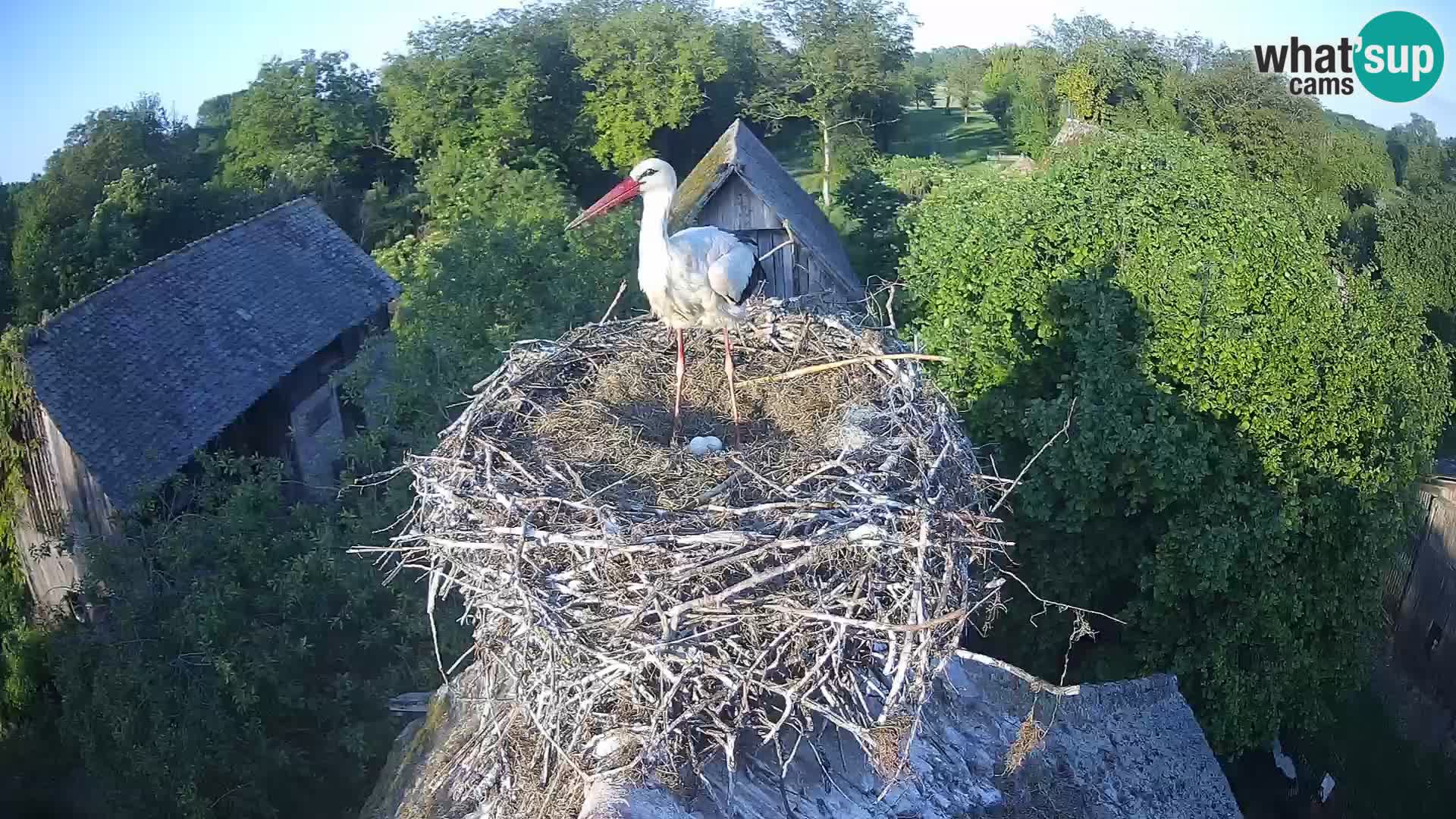 Villaggio delle cicogne europee webcam Parco naturale di Lonjsko polje
