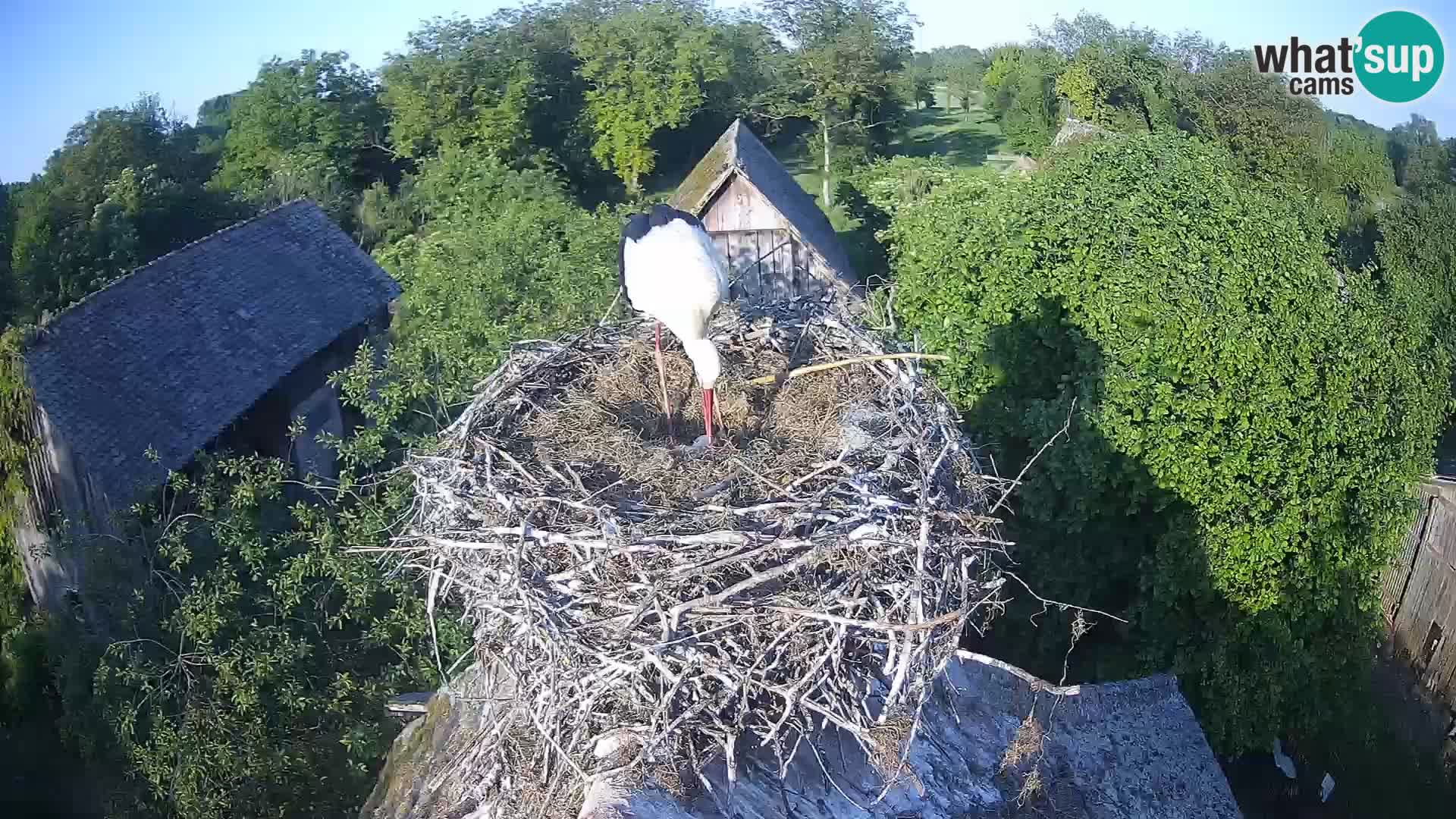 Villaggio delle cicogne europee webcam Parco naturale di Lonjsko polje