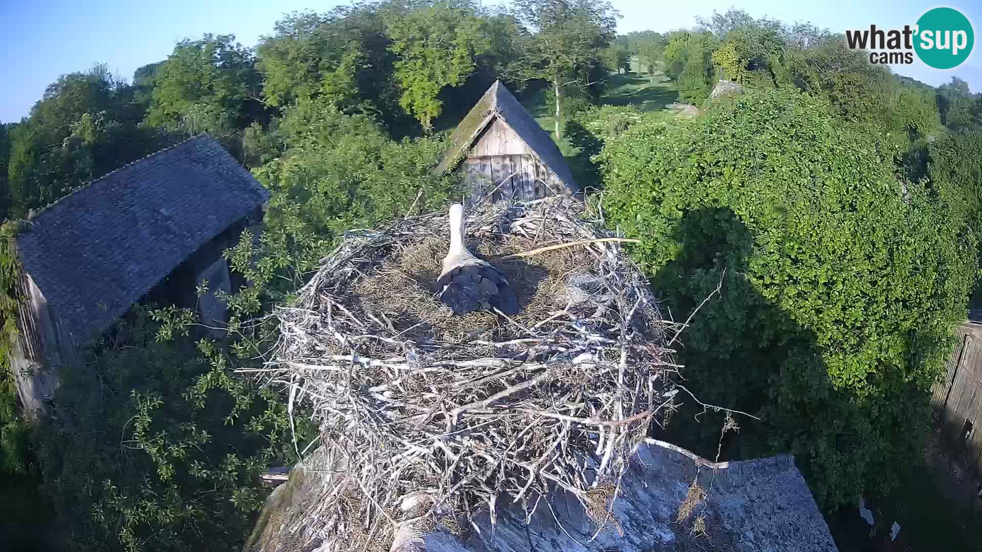 Villaggio delle cicogne europee webcam Parco naturale di Lonjsko polje