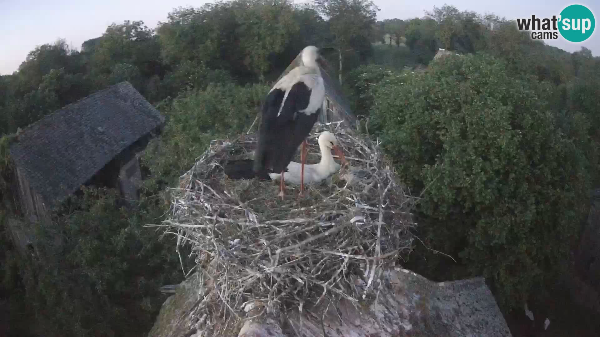 Villaggio delle cicogne europee webcam Parco naturale di Lonjsko polje
