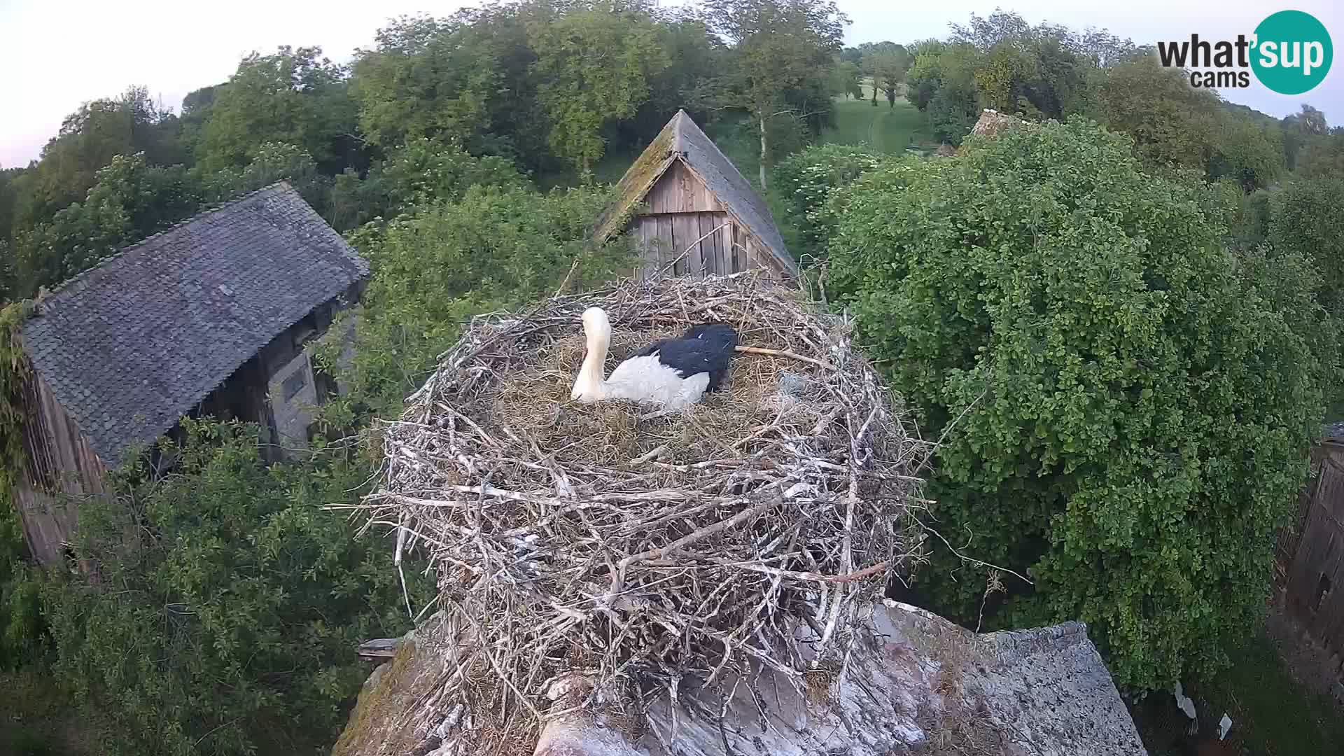 Webcam Europäisches Storchendorf – Naturpark Lonjsko polje