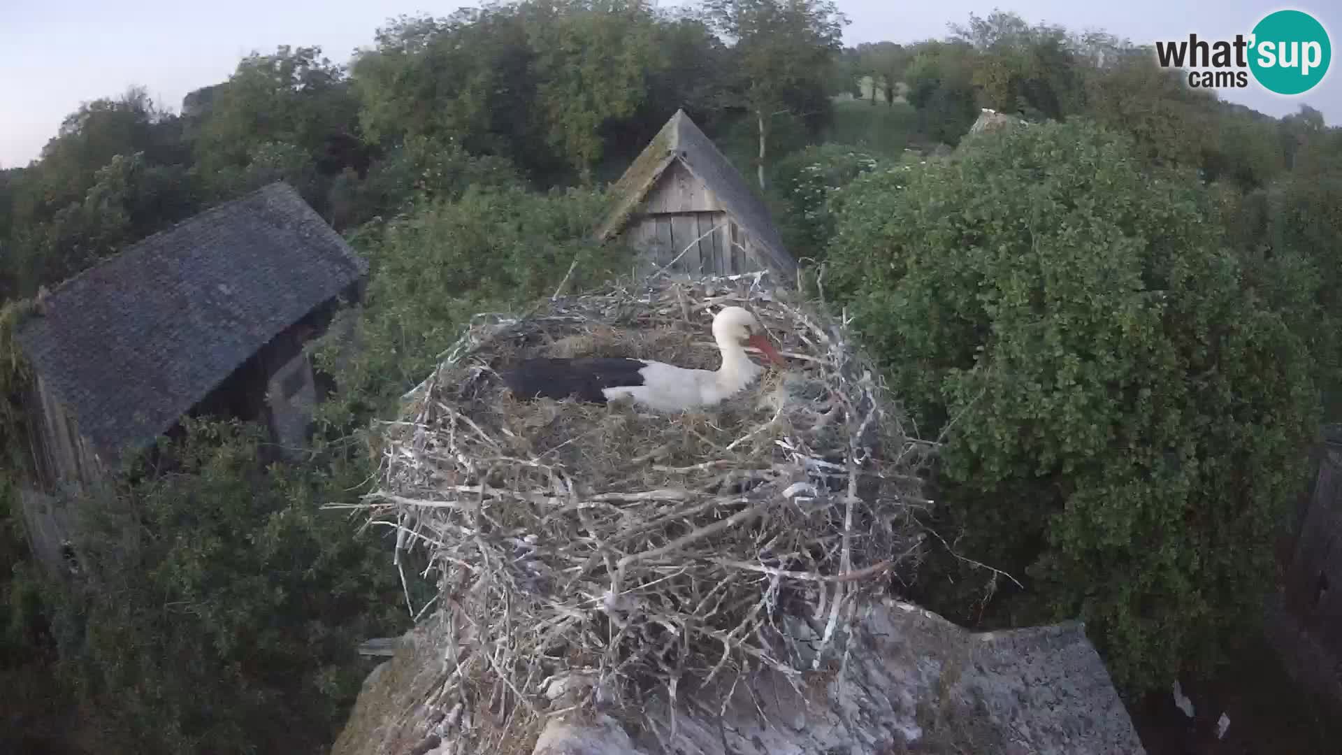 Webcam Europäisches Storchendorf – Naturpark Lonjsko polje