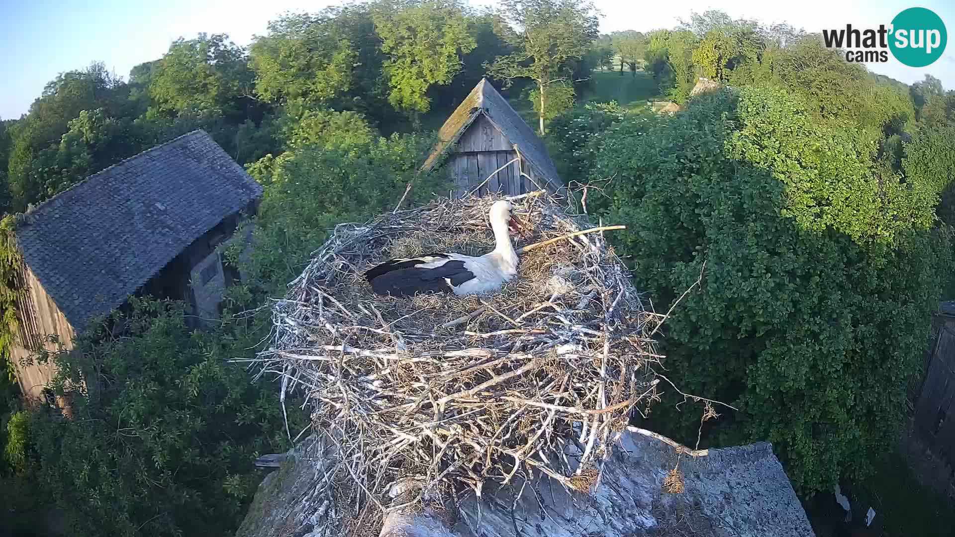 Evropska vas štorklje – Krajinski park Lonjsko polje spletna kamera