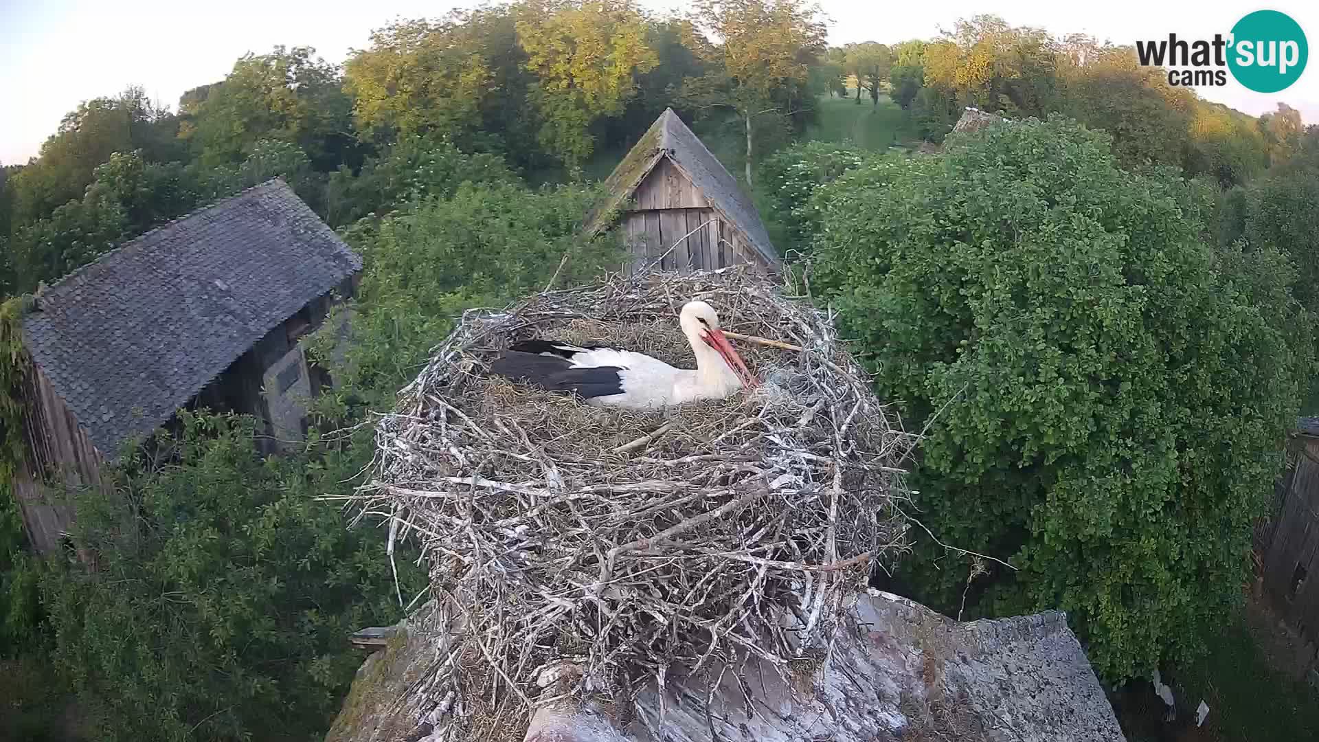 Evropska vas štorklje – Krajinski park Lonjsko polje spletna kamera