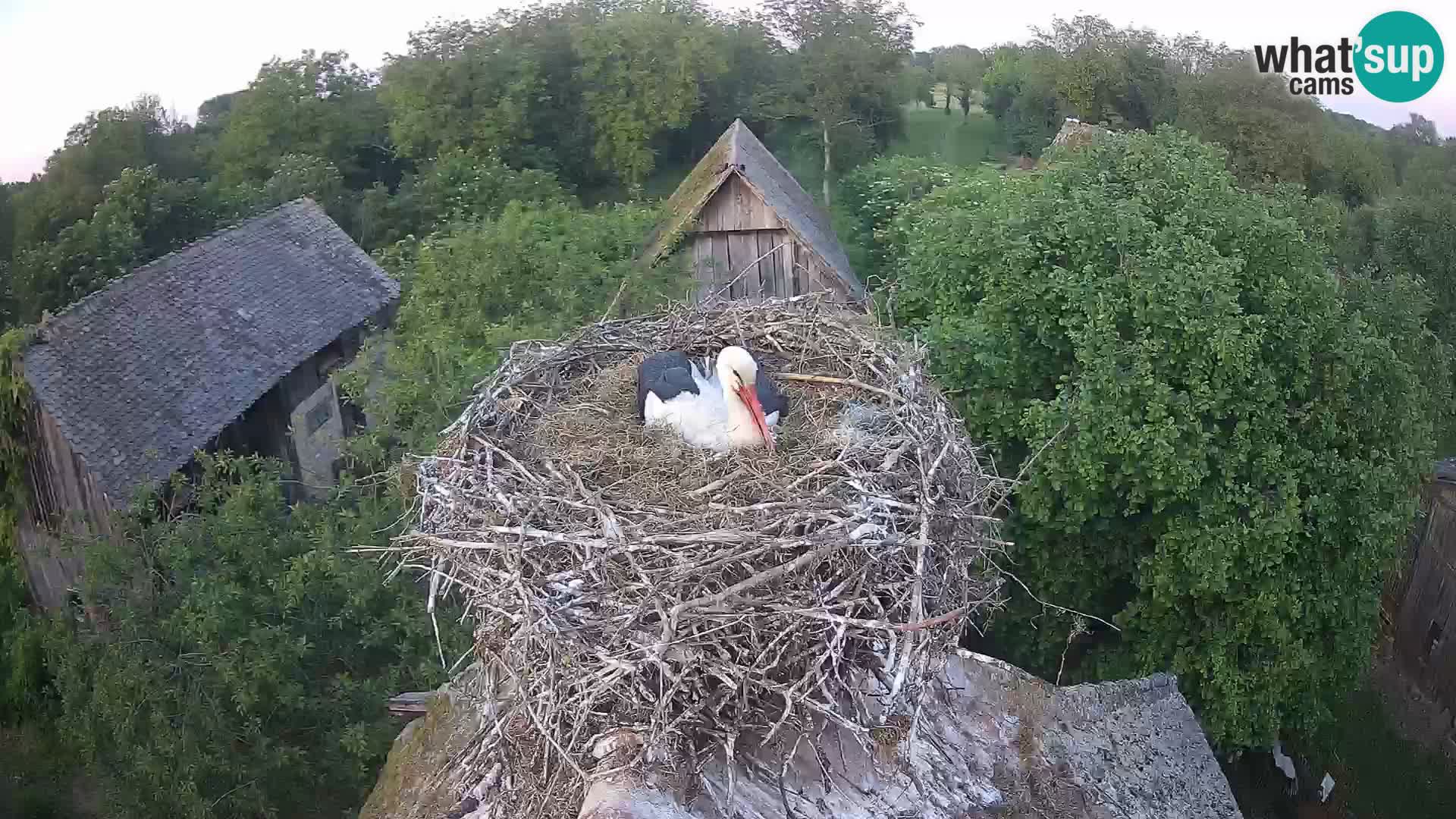 Pueblo europeo de cigüeñas camera en vivo Parque Natural Lonjsko polje