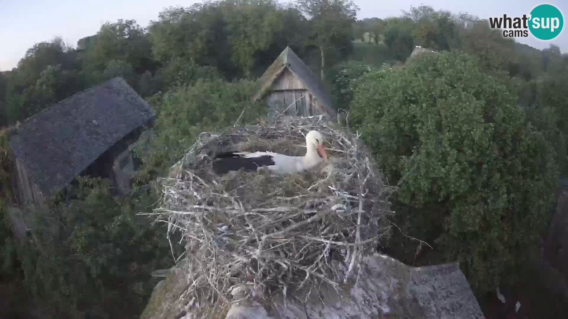Pueblo europeo de cigüeñas camera en vivo Parque Natural Lonjsko polje