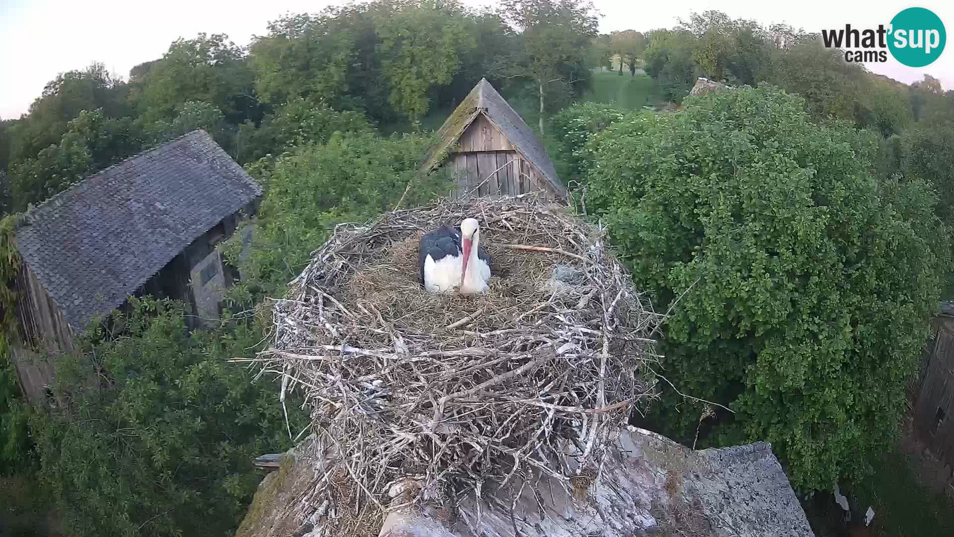 Pueblo europeo de cigüeñas camera en vivo Parque Natural Lonjsko polje