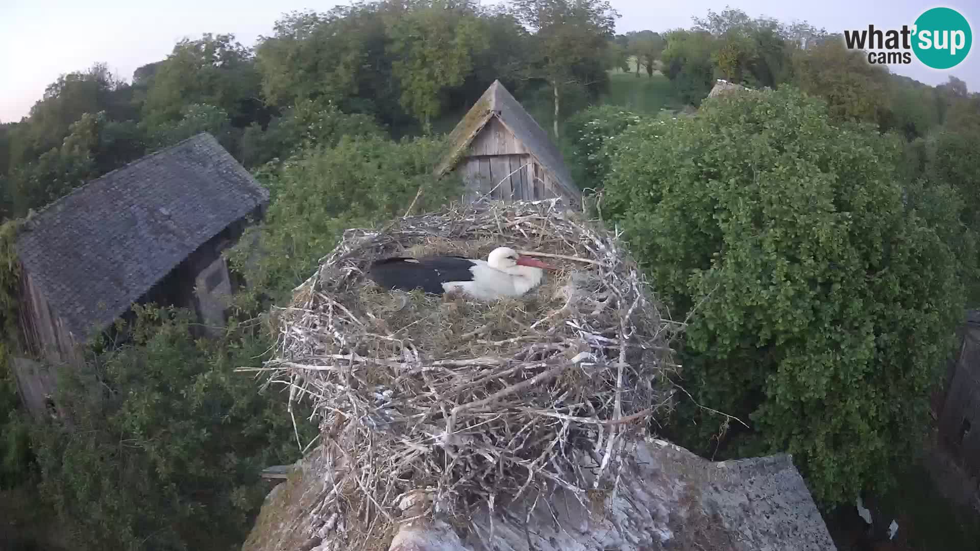 Webcam Europäisches Storchendorf – Naturpark Lonjsko polje