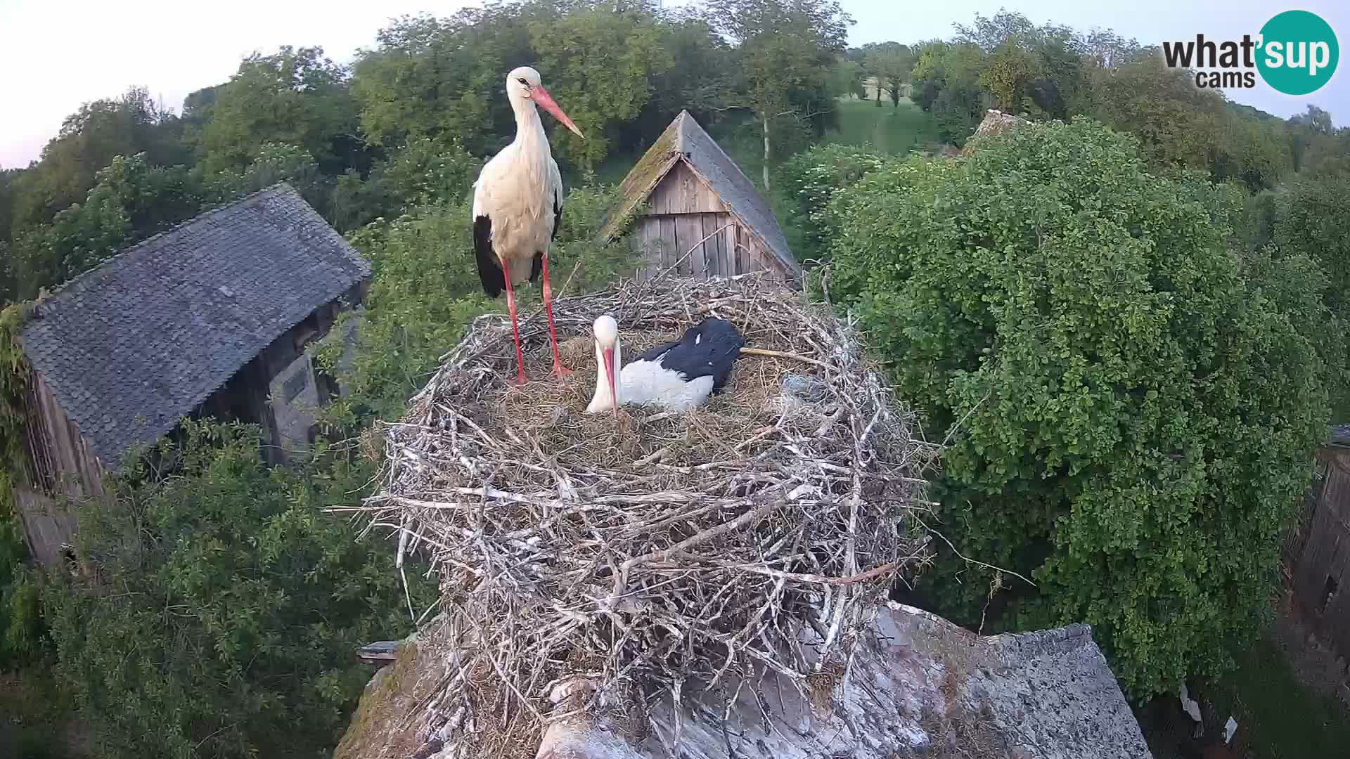 Pueblo europeo de cigüeñas camera en vivo Parque Natural Lonjsko polje