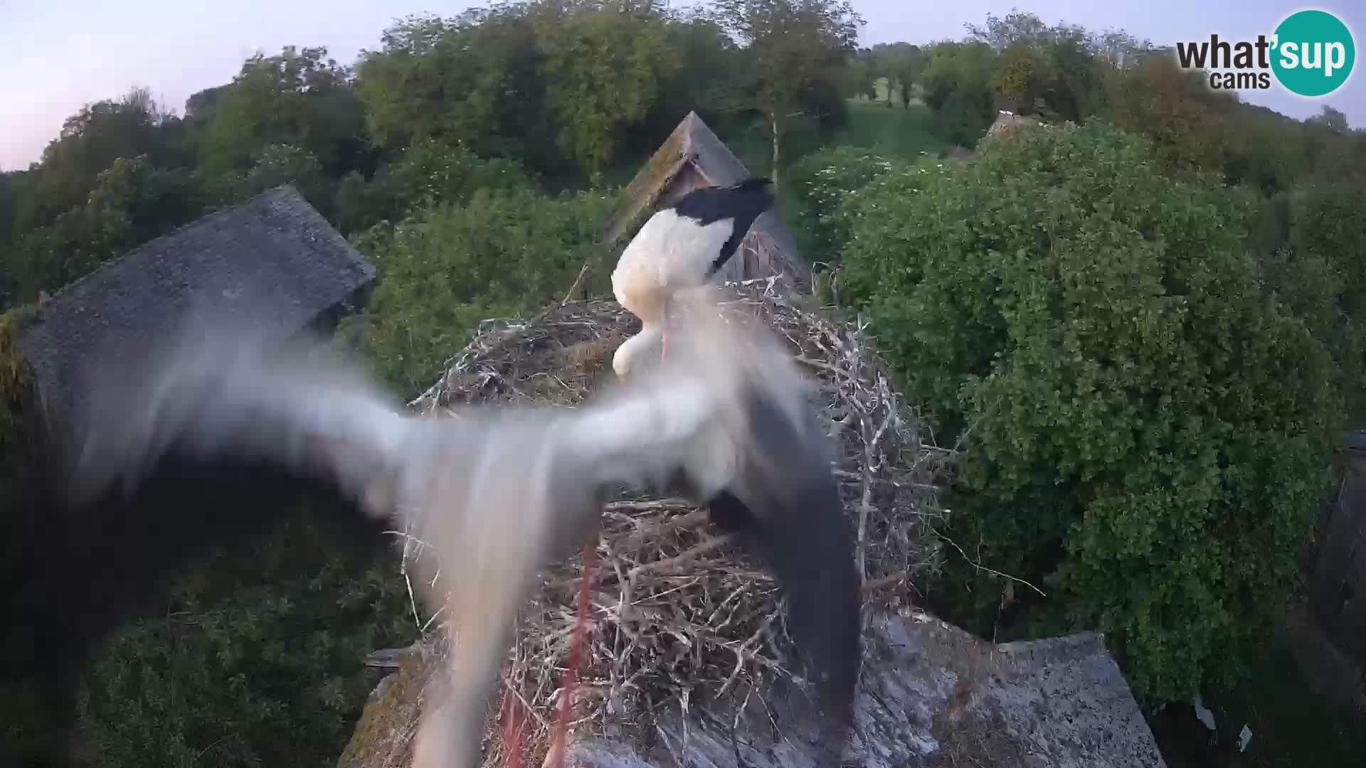 Village européen de cigognes webcam Parc naturel de Lonjsko polje