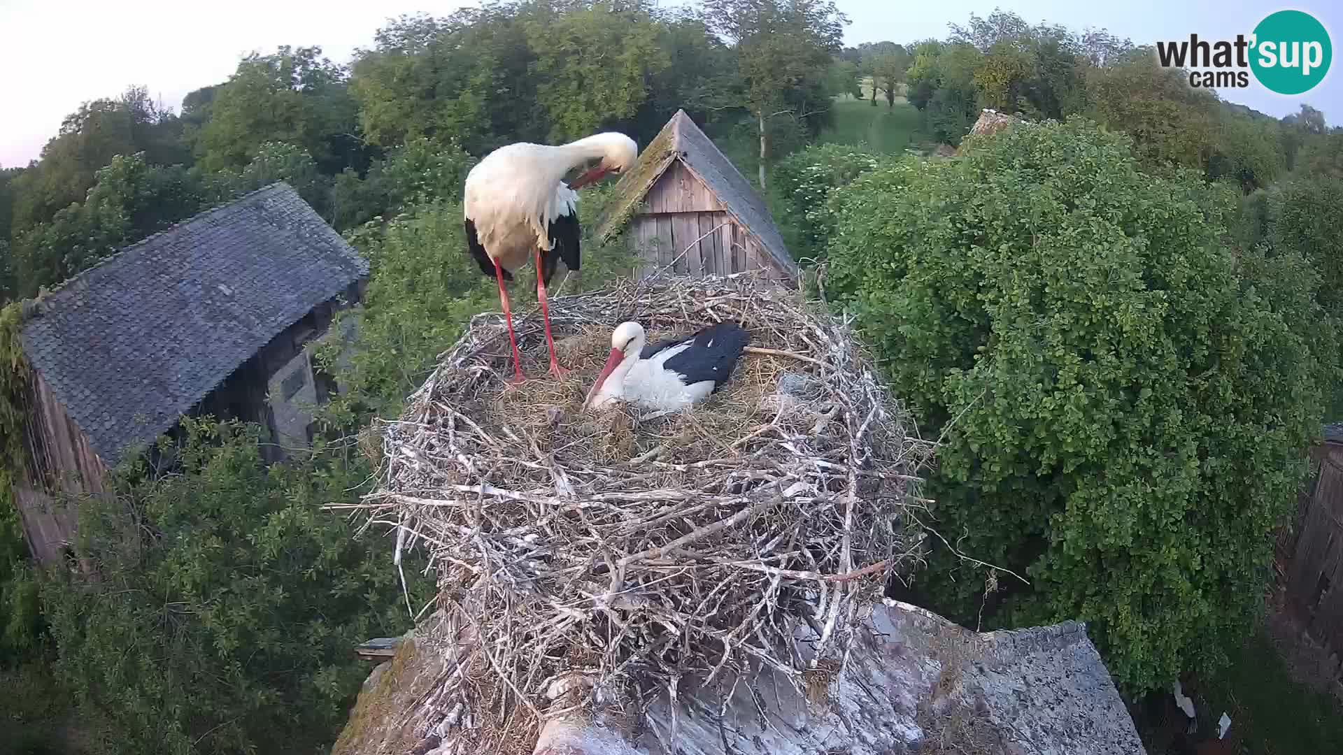 Village européen de cigognes webcam Parc naturel de Lonjsko polje