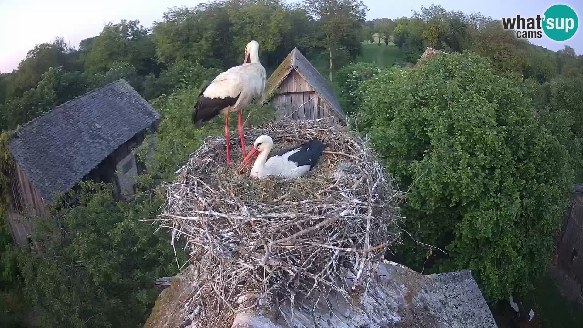 Villaggio delle cicogne europee webcam Parco naturale di Lonjsko polje