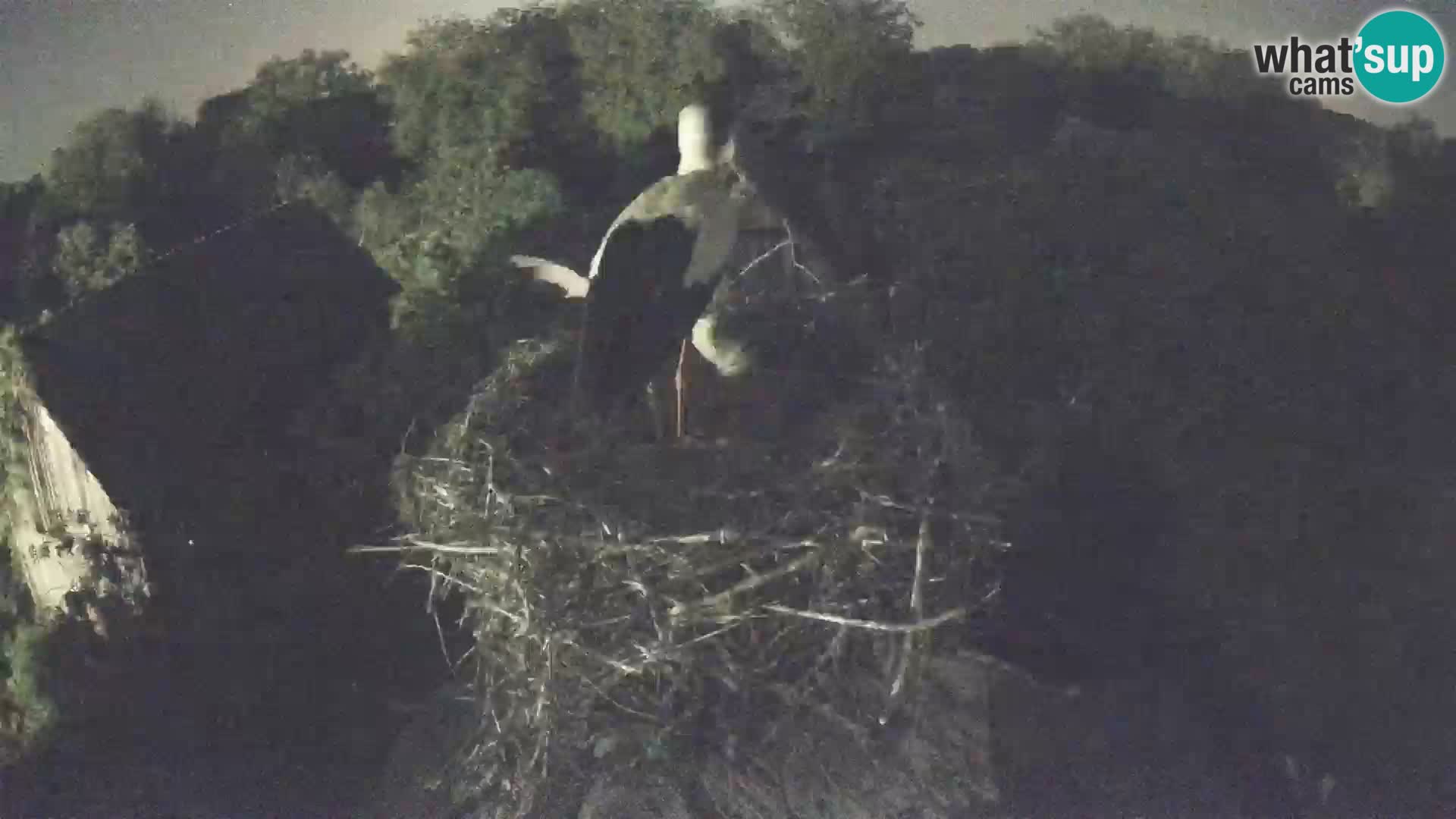 Pueblo europeo de cigüeñas camera en vivo Parque Natural Lonjsko polje