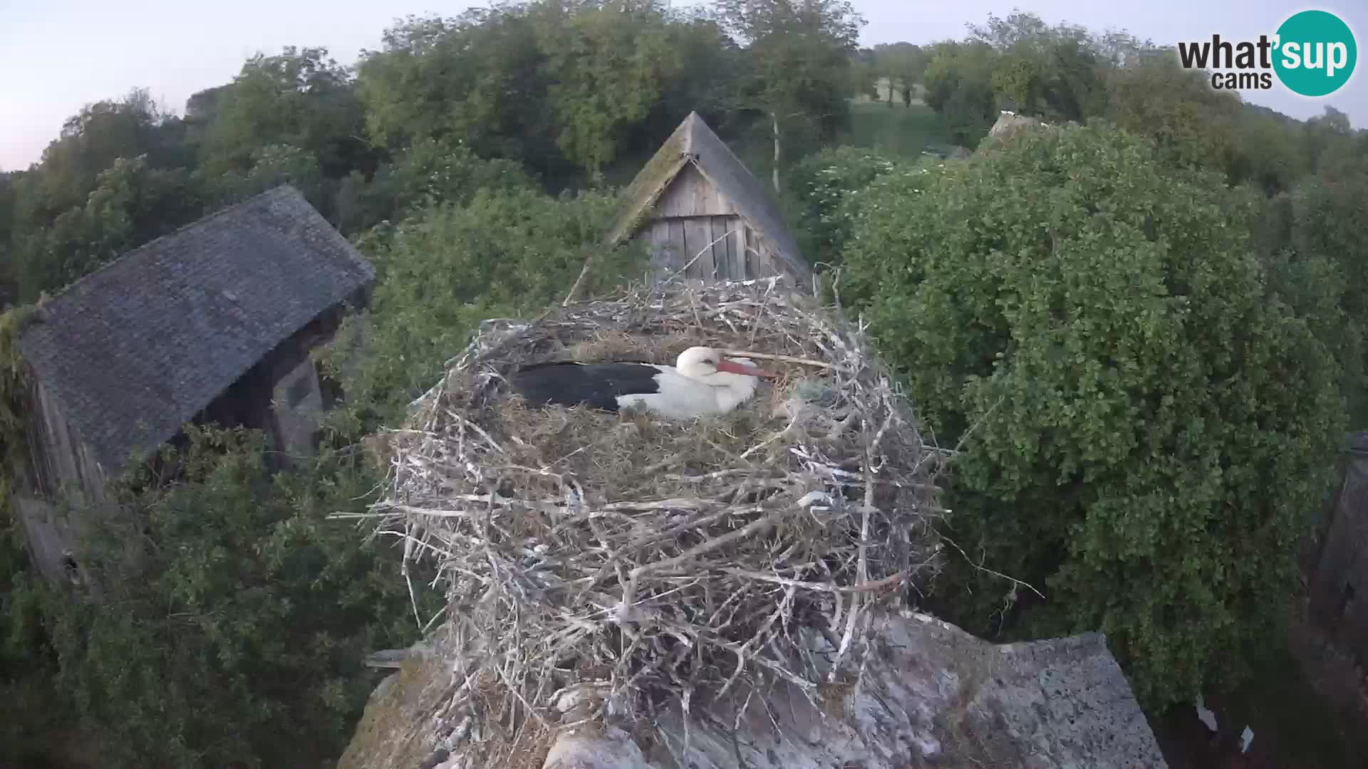 Live webcam European stork village – Lonjsko polje Nature Park