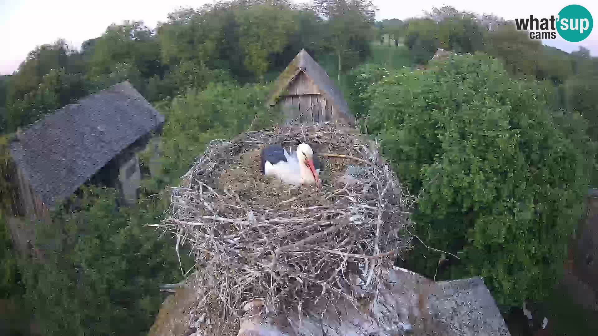Live webcam European stork village – Lonjsko polje Nature Park