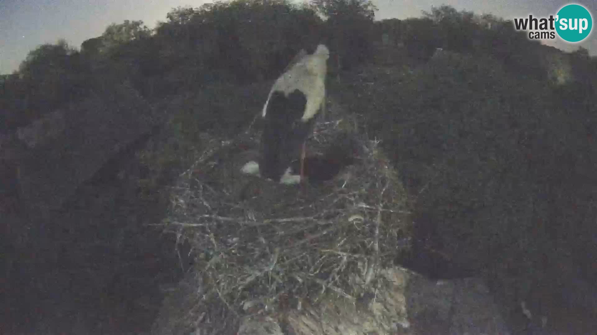 Live webcam European stork village – Lonjsko polje Nature Park