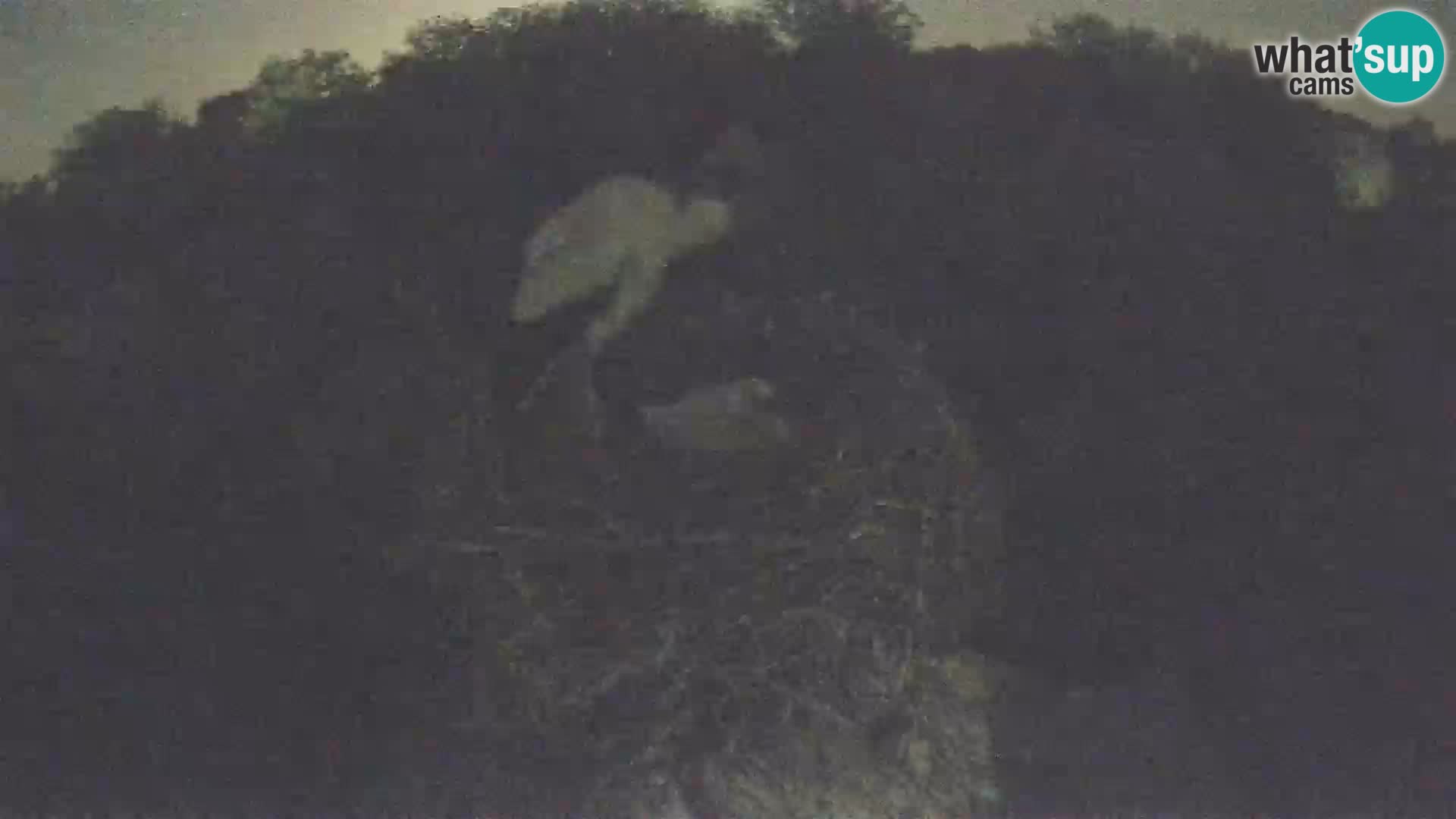 Villaggio delle cicogne europee webcam Parco naturale di Lonjsko polje