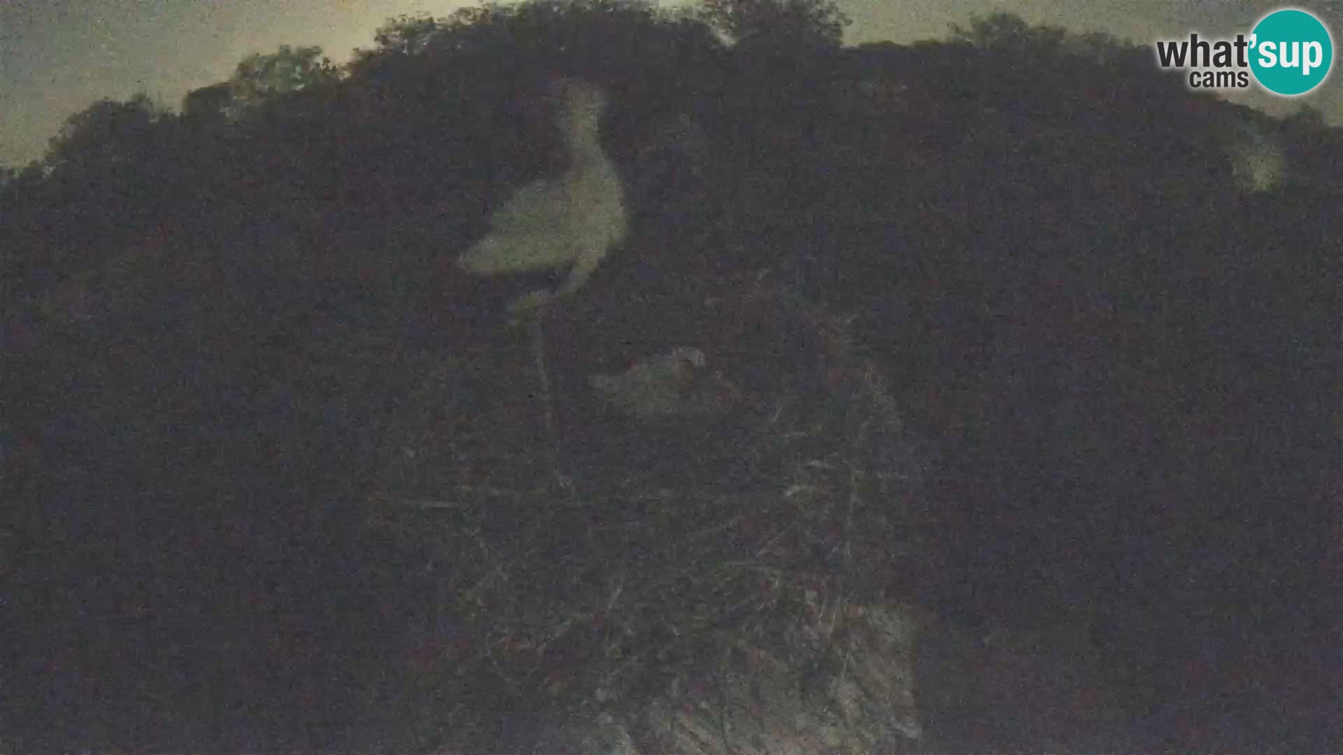 Villaggio delle cicogne europee webcam Parco naturale di Lonjsko polje