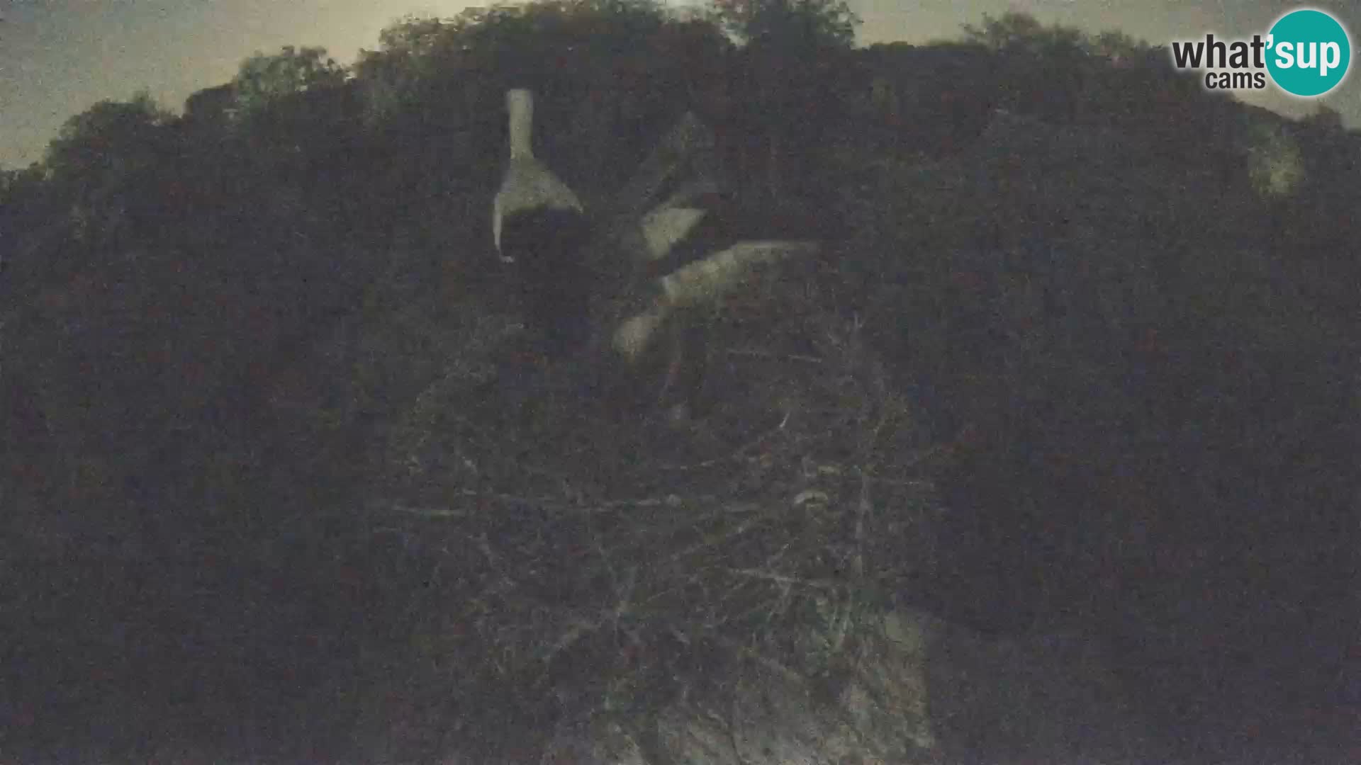 Webcam Europäisches Storchendorf – Naturpark Lonjsko polje