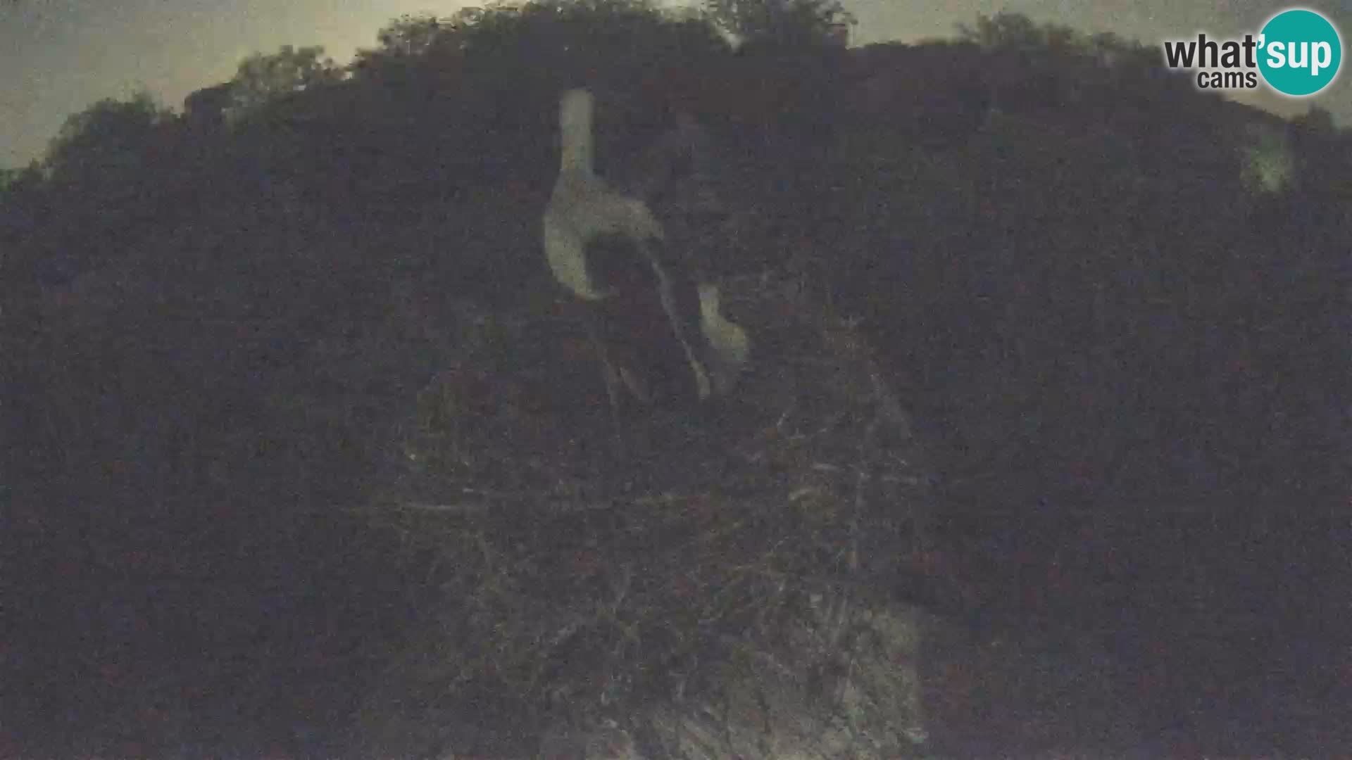 U živo Europsko selo roda – Park prirode Lonjsko polje