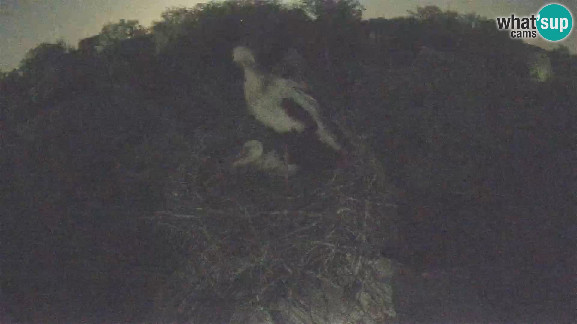 Webcam Europäisches Storchendorf – Naturpark Lonjsko polje