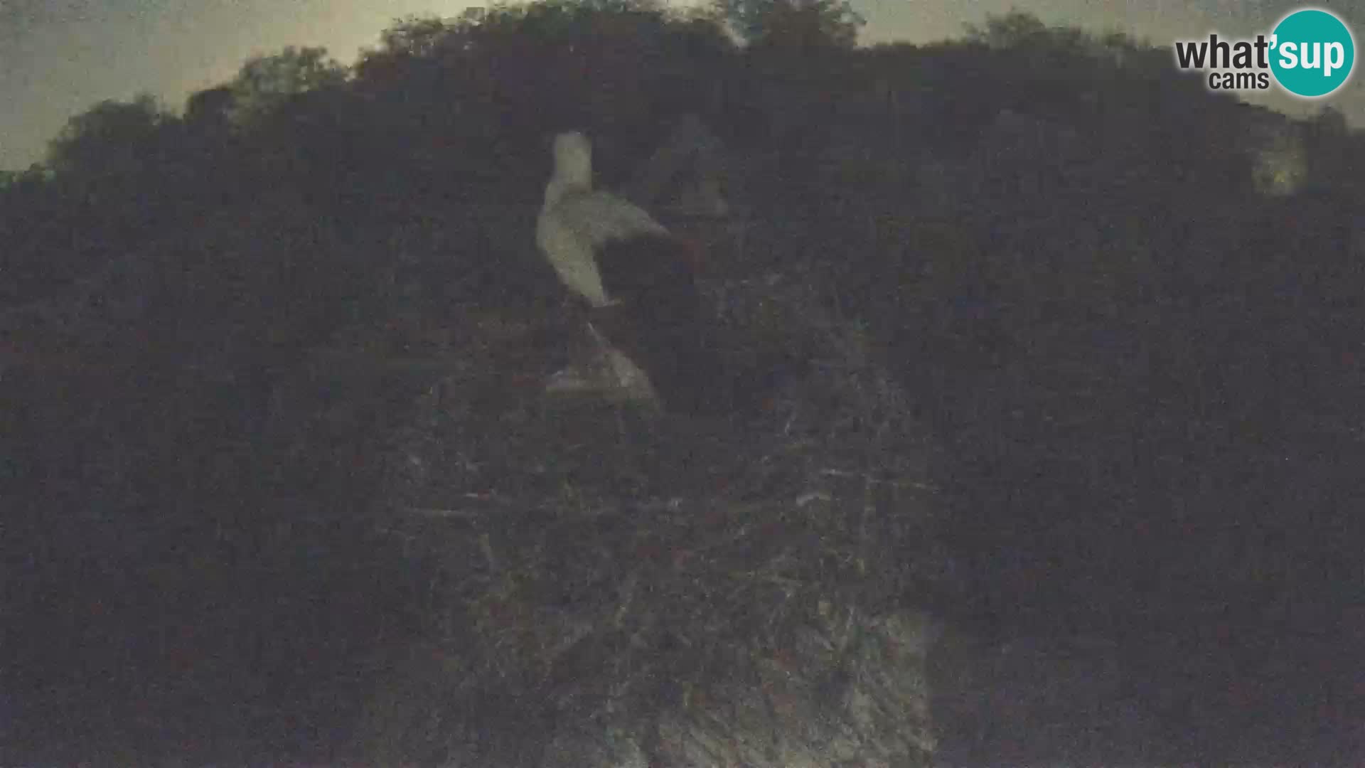 Webcam Europäisches Storchendorf – Naturpark Lonjsko polje