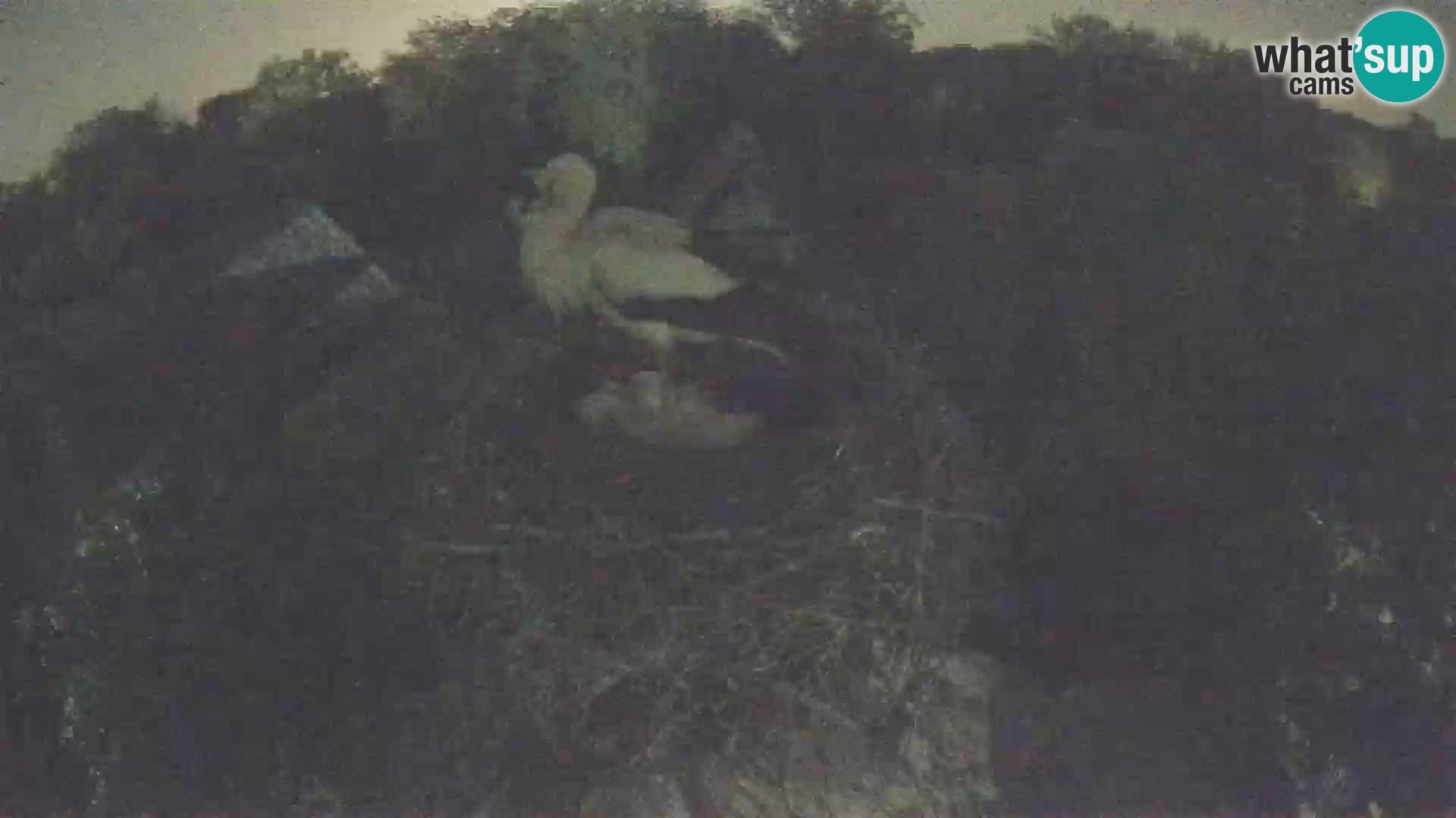 Village européen de cigognes webcam Parc naturel de Lonjsko polje