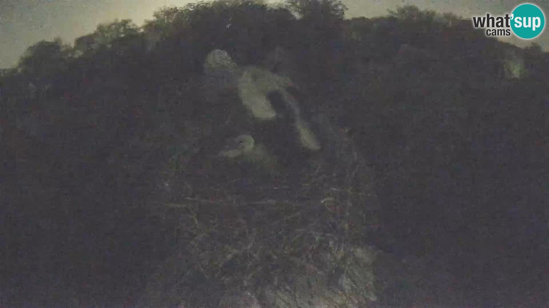 Pueblo europeo de cigüeñas camera en vivo Parque Natural Lonjsko polje